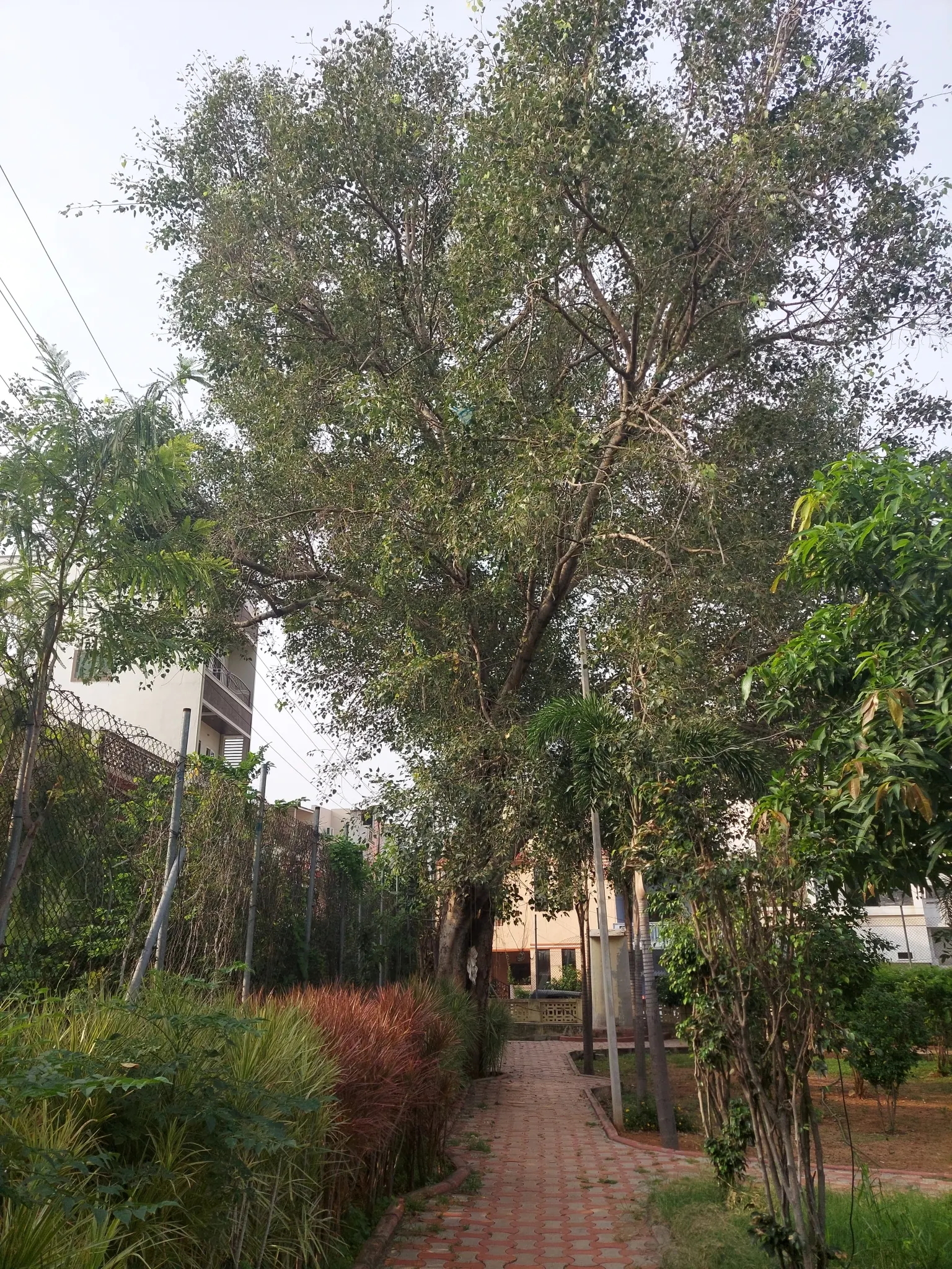 Bodhi Tree (Ficus Religiosa) — tree for full or half; but established trees demonstrate moderate drought tolerance