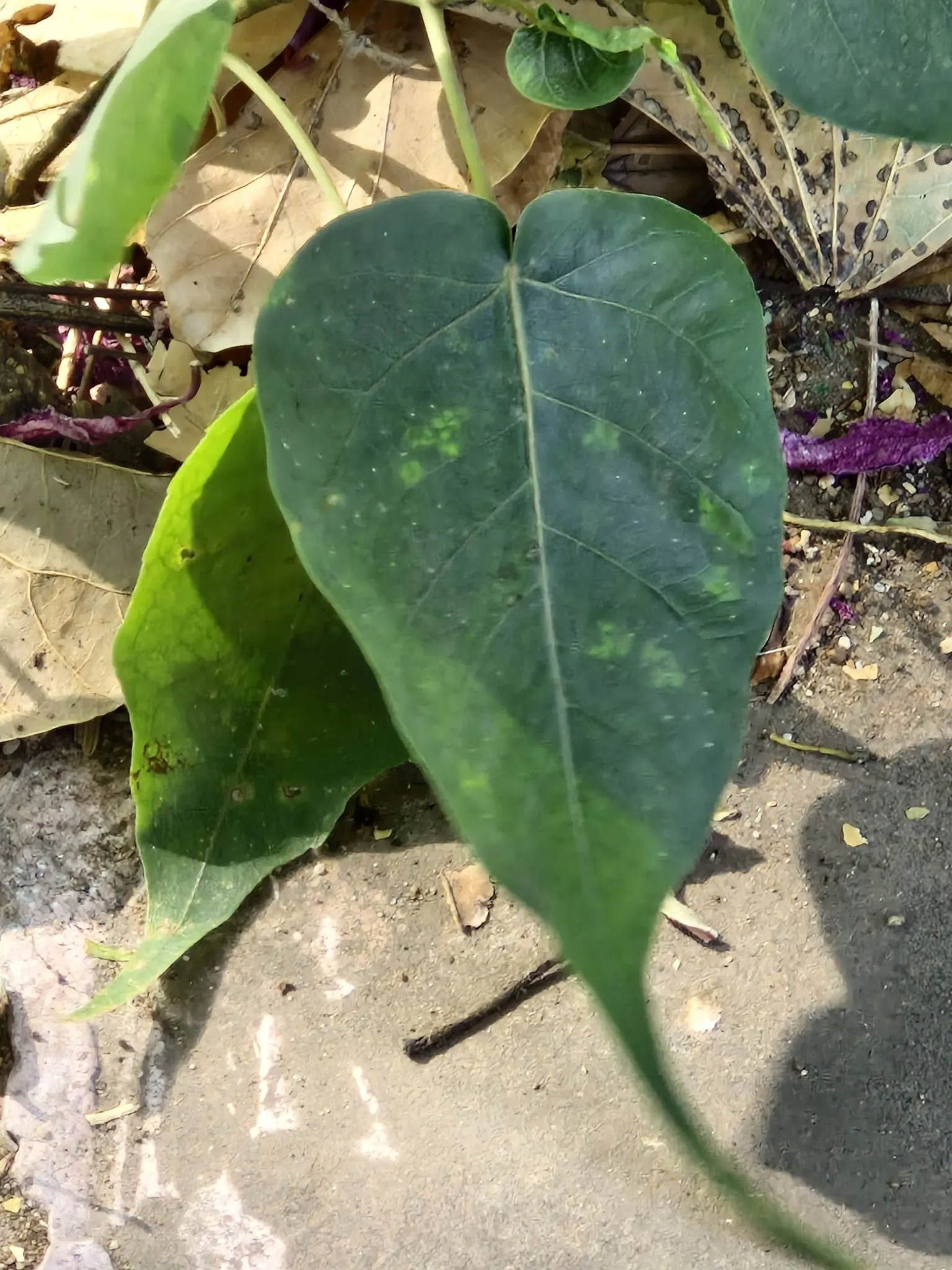 Bodhi Tree (Ficus Religiosa) — is a significant species both horticulturally and culturally; the Bodhi Tree is often planted as a focal point due, image 50