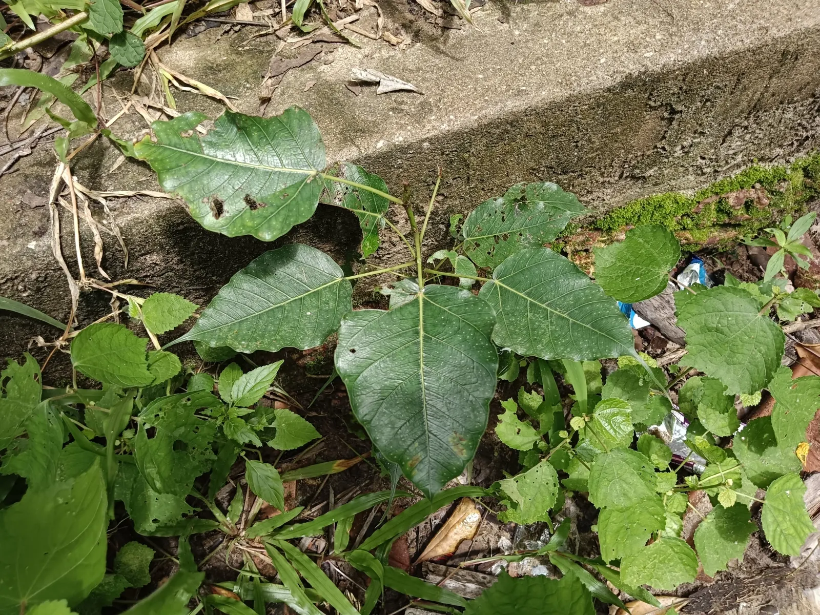 Bodhi Tree (Ficus Religiosa) — Preferring USDA zones 10-12, it thrives in full sun to partial shade with moderate water; it requires well-draining soil and