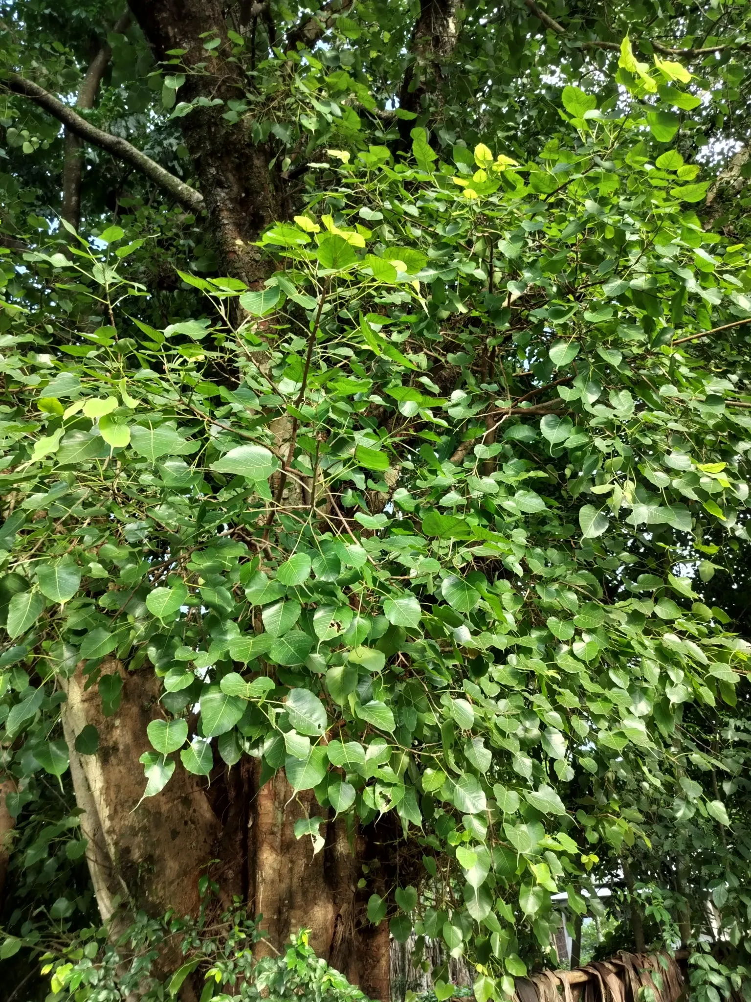 Bodhi Tree (Ficus Religiosa) — When planning the placement of a Bodhi Tree; or contemplative landscapes, image 64
