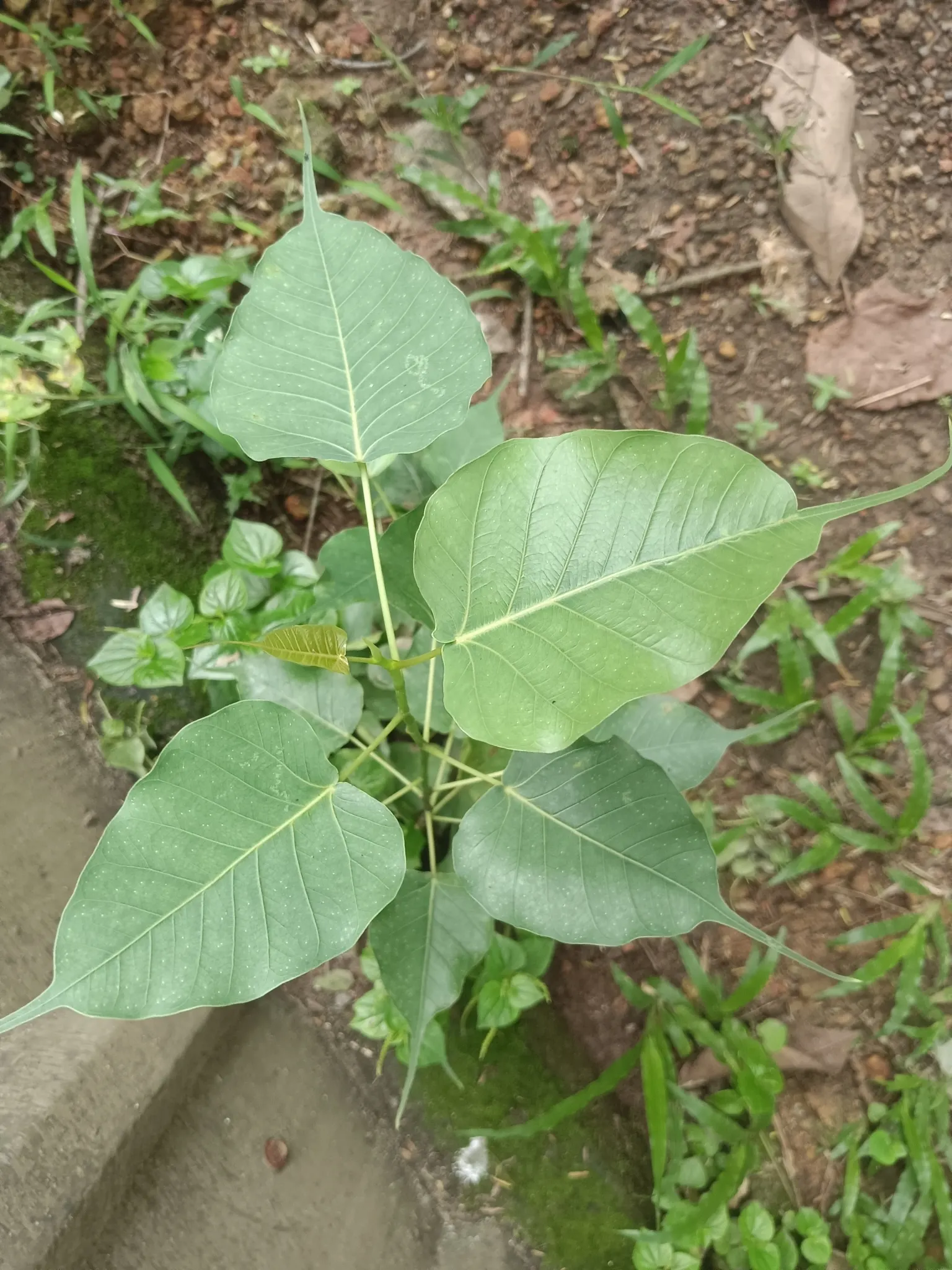 Bodhi Tree (Ficus Religiosa) — is recognized for its distinct heart-shaped leaves; with a USDA hardiness zone classification of 10-12, image 97
