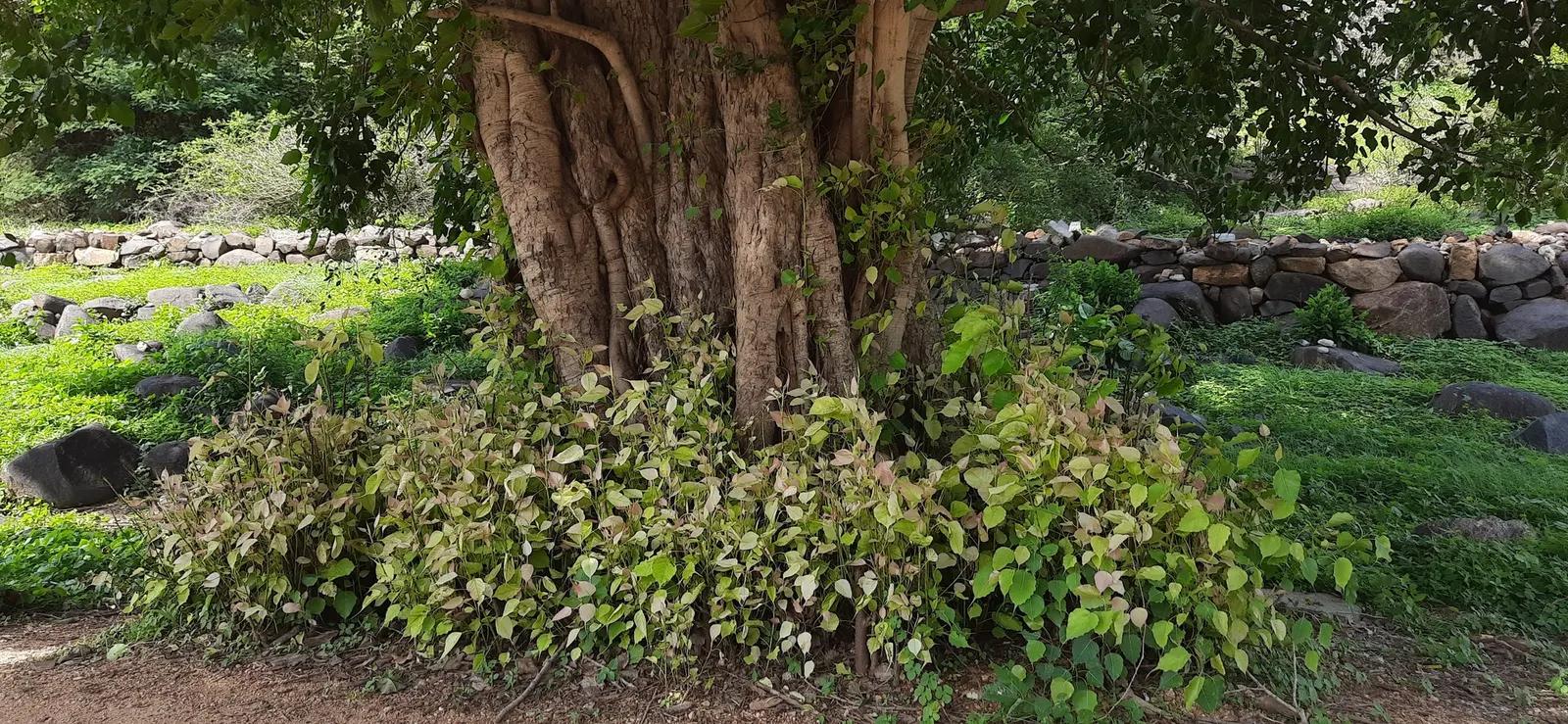 Bodhi Tree (Ficus Religiosa) — The Bodhi Tree produces small figs, but they are generally not considered an edible commodity