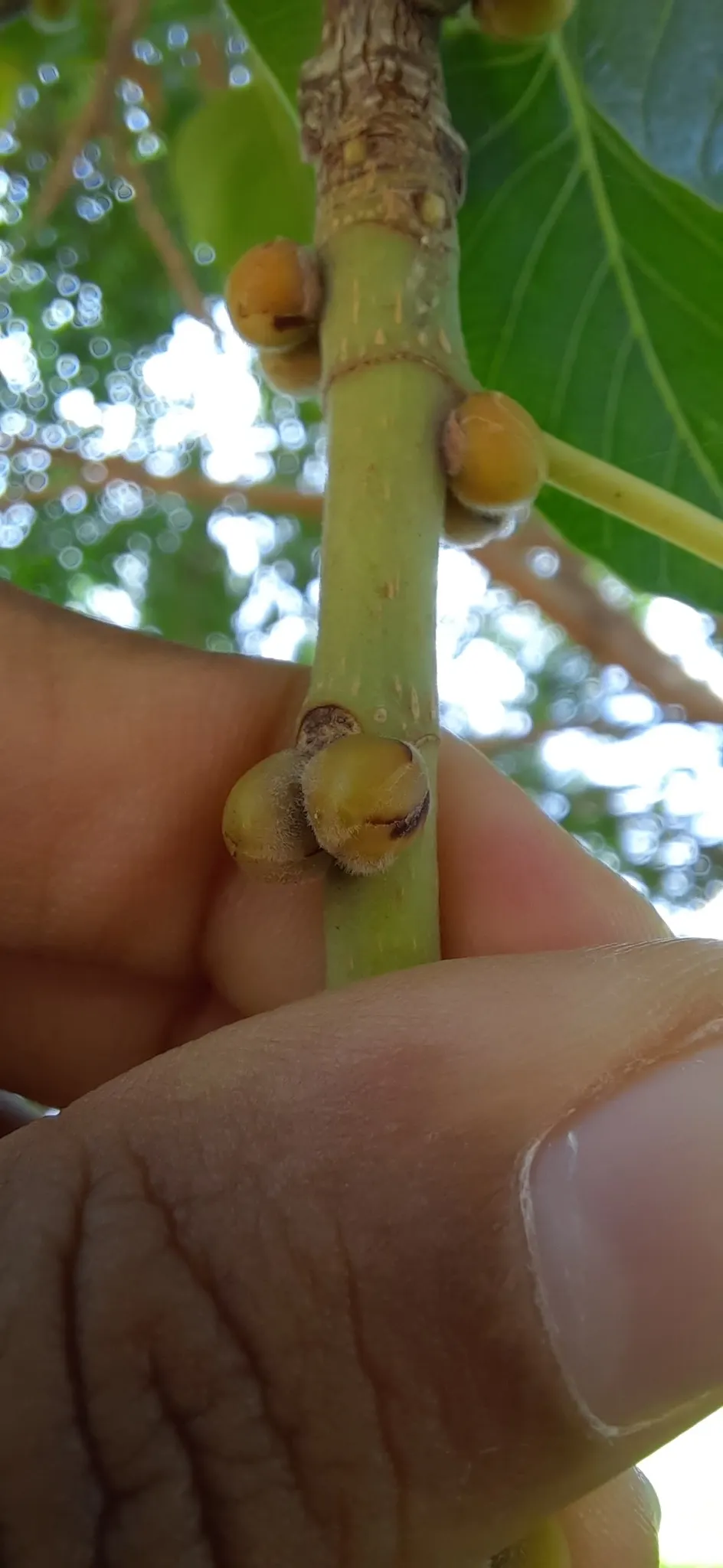Bodhi Tree (Ficus Religiosa) — native to the Indian subcontinent; is recognized for its distinct heart-shaped leaves, image 74