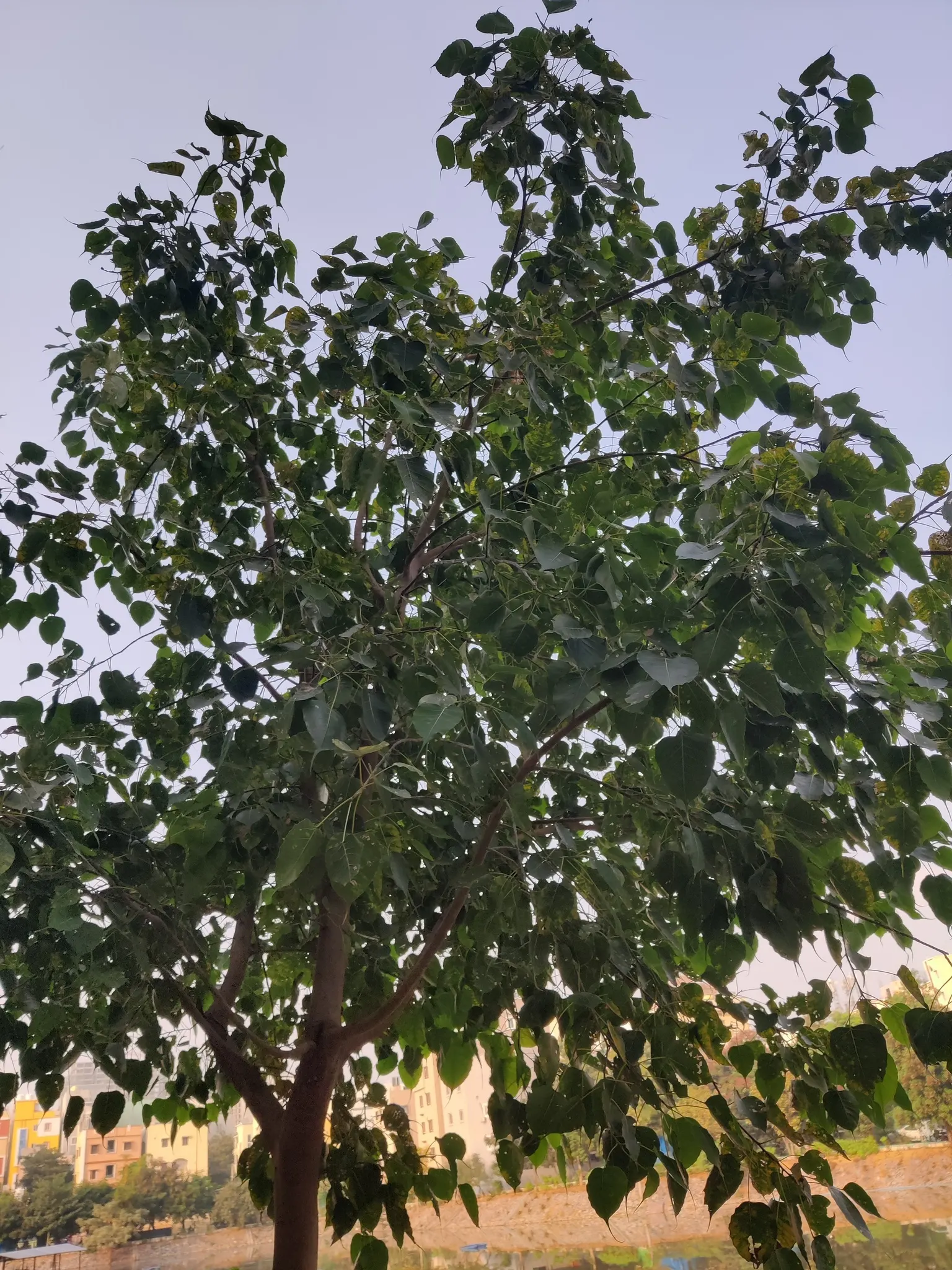 Bodhi Tree (Ficus Religiosa) — The Bodhi Tree produces small figs, but they are generally not considered an edible commodity; grey bark and angular, image 59