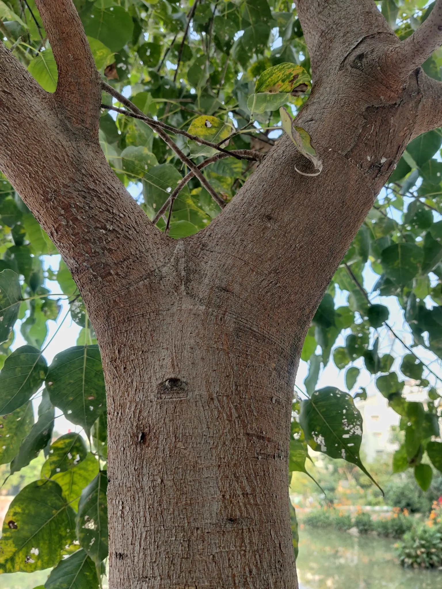 Bodhi Tree (Ficus Religiosa) — is a revered and hardy deciduous species reaching up to 100 ft tall with a crown width of 70 ft; it symbolizes, image 67