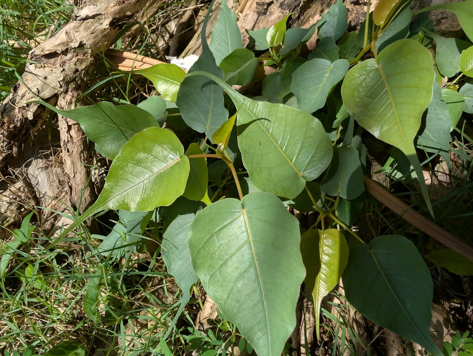 Bodhi Tree (Ficus Religiosa) — shaded area beneath.<br><br>Its smooth