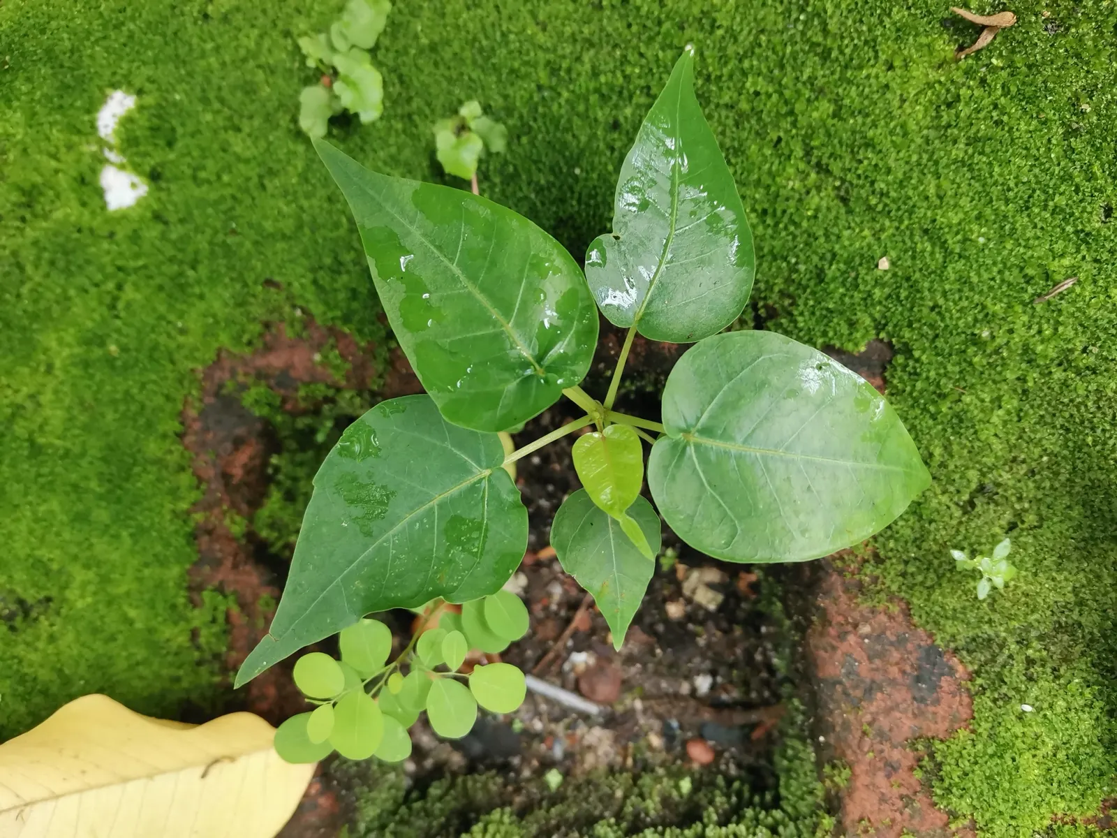 Bodhi Tree (Ficus Religiosa) — is a revered and hardy deciduous species reaching up to 100 ft tall with a crown width of 70 ft