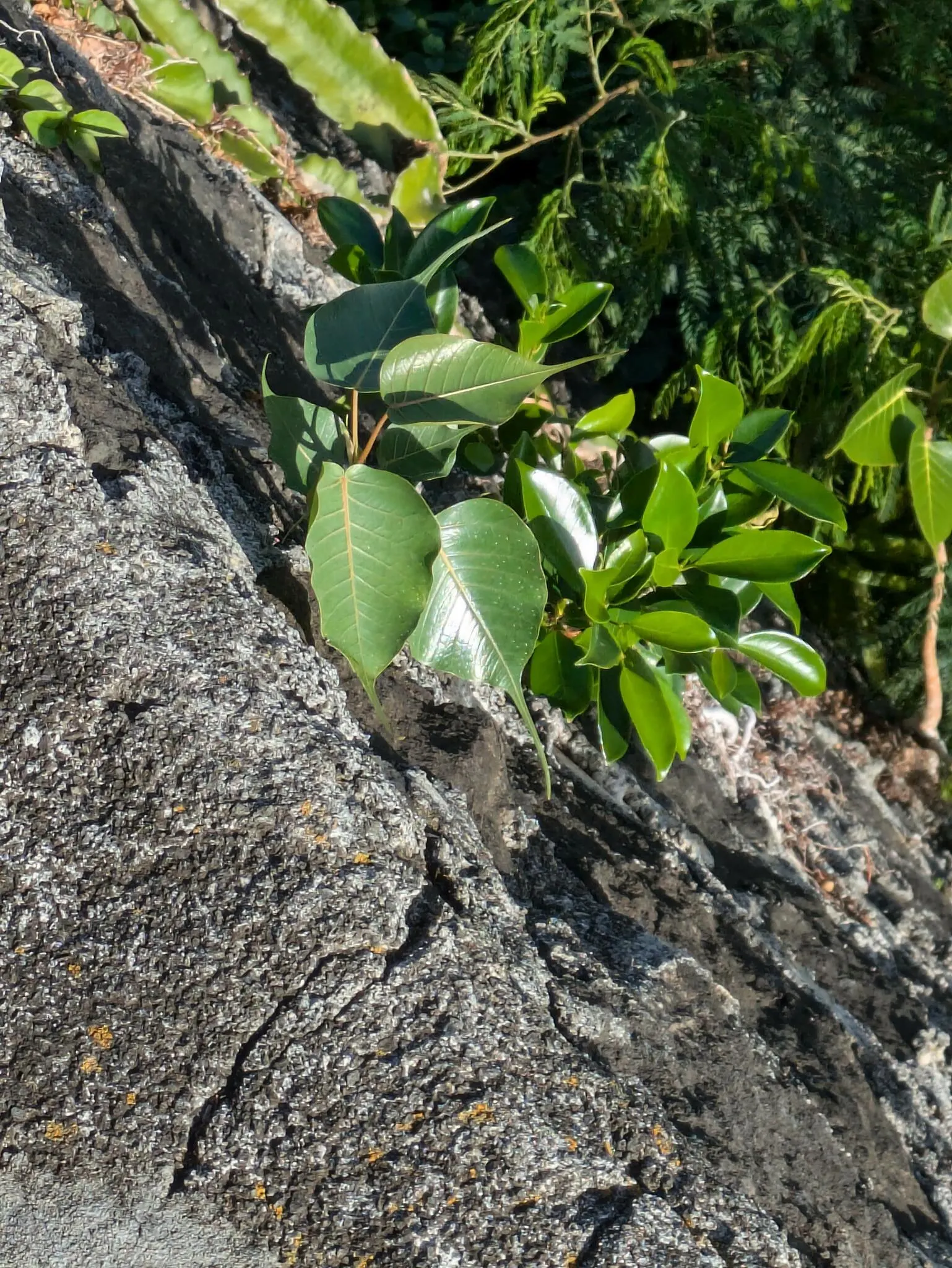 Bodhi Tree (Ficus Religiosa) — Preferring USDA zones 10-12, it thrives in full sun to partial shade with moderate water; it requires well-draining, image 69