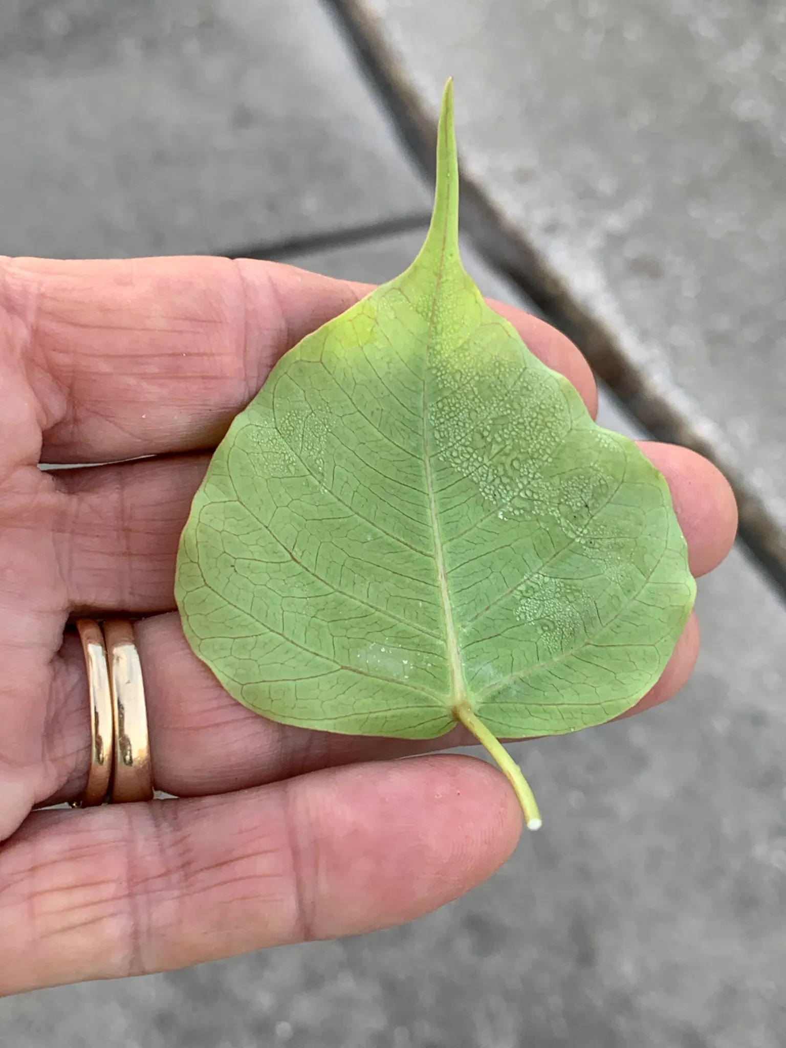 Bodhi Tree (Ficus Religiosa) — grey bark and angular branching structure provide an elegant visual interest year-round; revered in various traditions as a