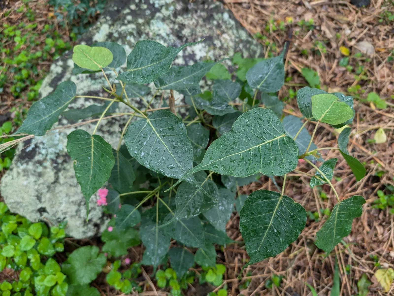 Bodhi Tree (Ficus Religiosa) — shaded area beneath.<br><br>Its smooth; tree for full or half, image 57