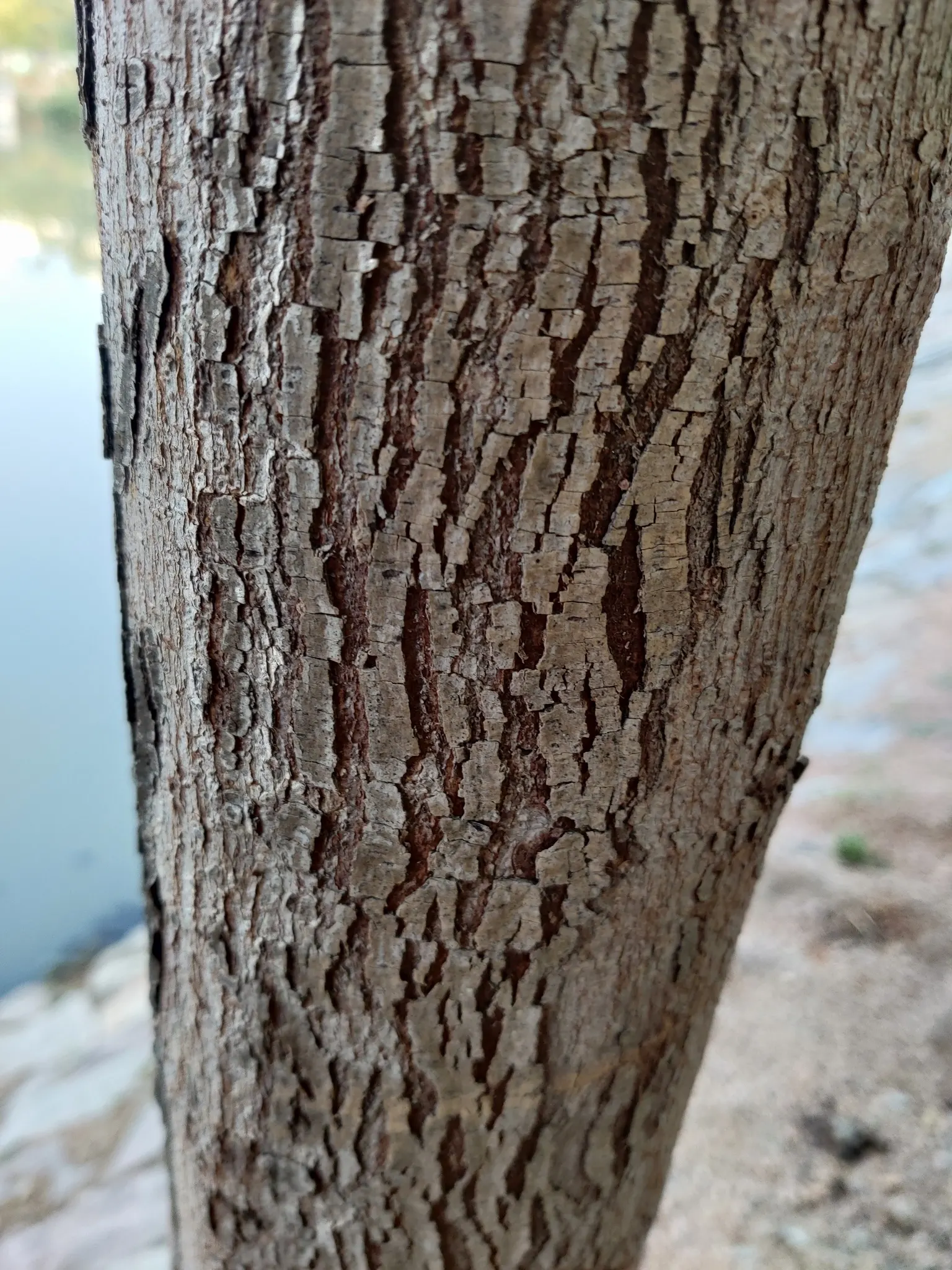 Bodhi Tree (Ficus Religiosa) — When planning the placement of a Bodhi Tree; or contemplative landscapes
