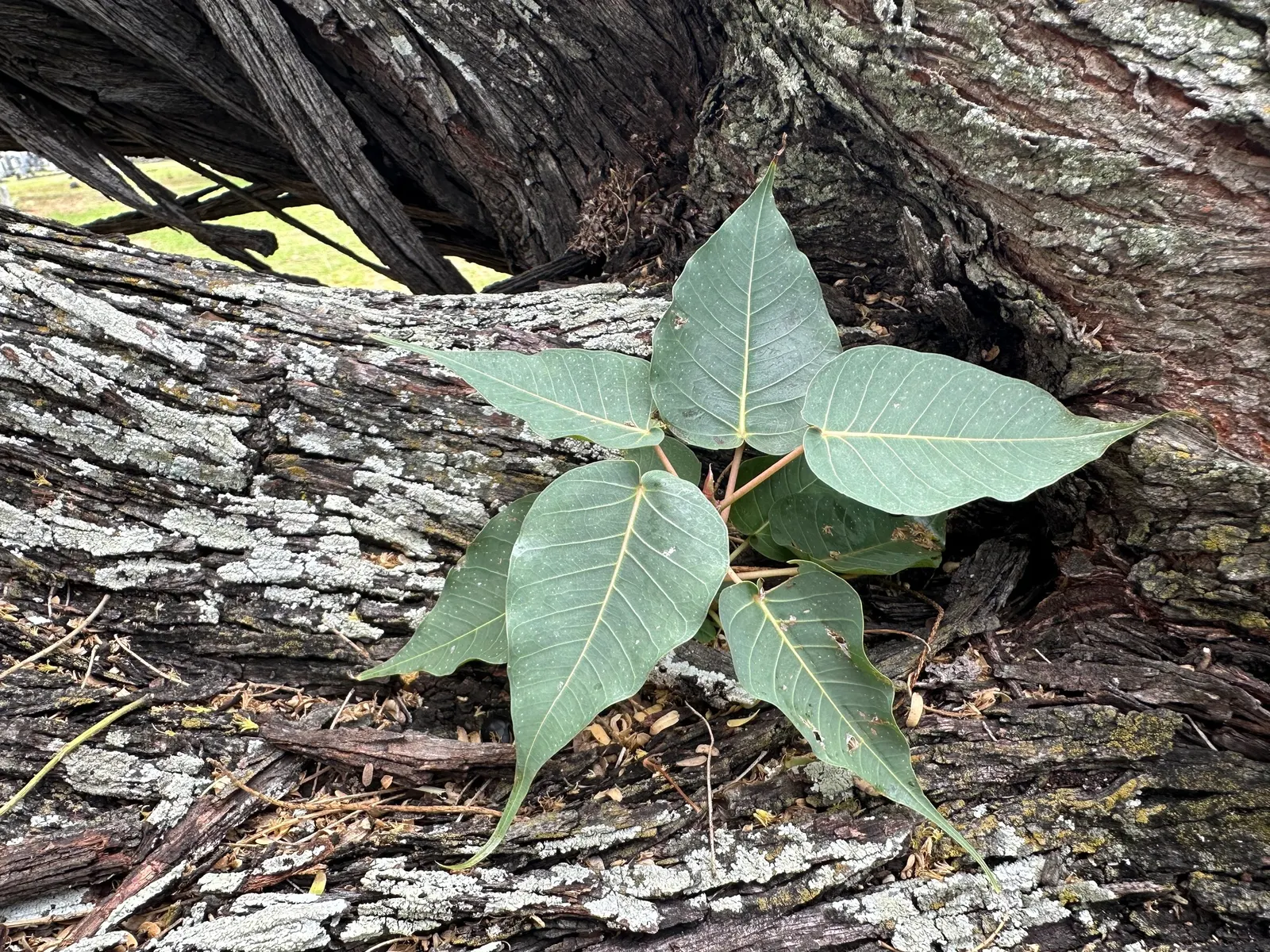 Bodhi Tree (Ficus Religiosa) — is a revered and hardy deciduous species reaching up to 100 ft tall with a crown width of 70 ft; it symbolizes, image 45
