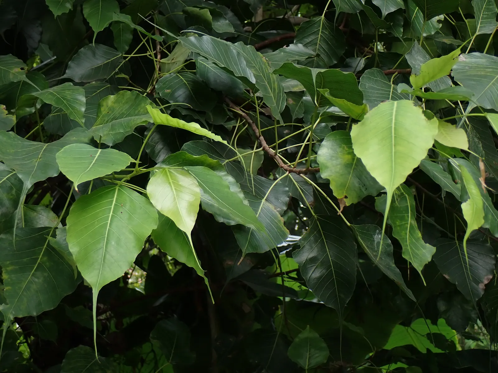 Bodhi Tree (Ficus Religiosa) — ranging from 50 to 100 feet in height with a canopy spread that can match its height; the Bodhi Tree produces small, image 78