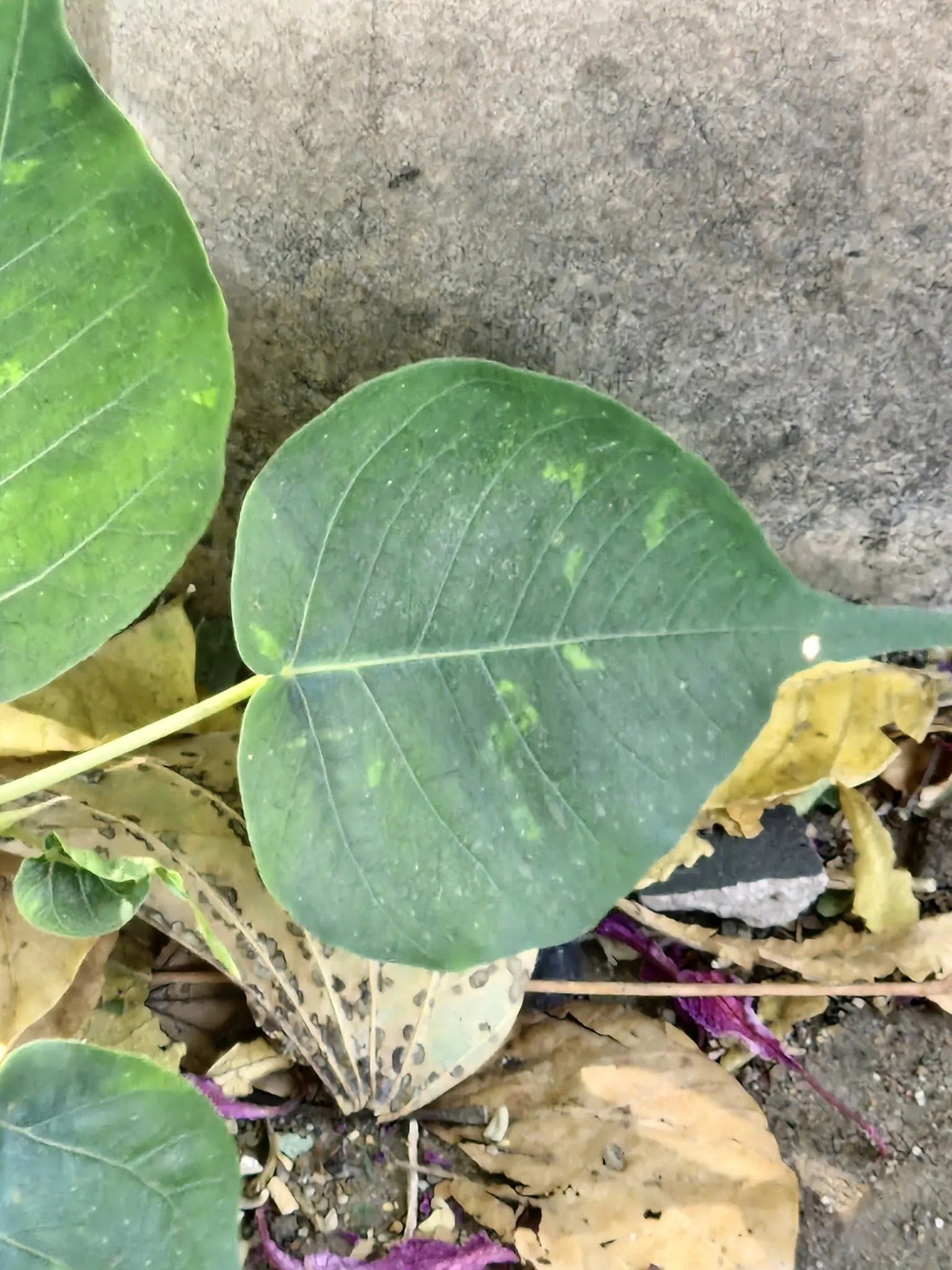 Bodhi Tree (Ficus Religiosa) — When planning the placement of a Bodhi Tree; or contemplative landscapes, image 86