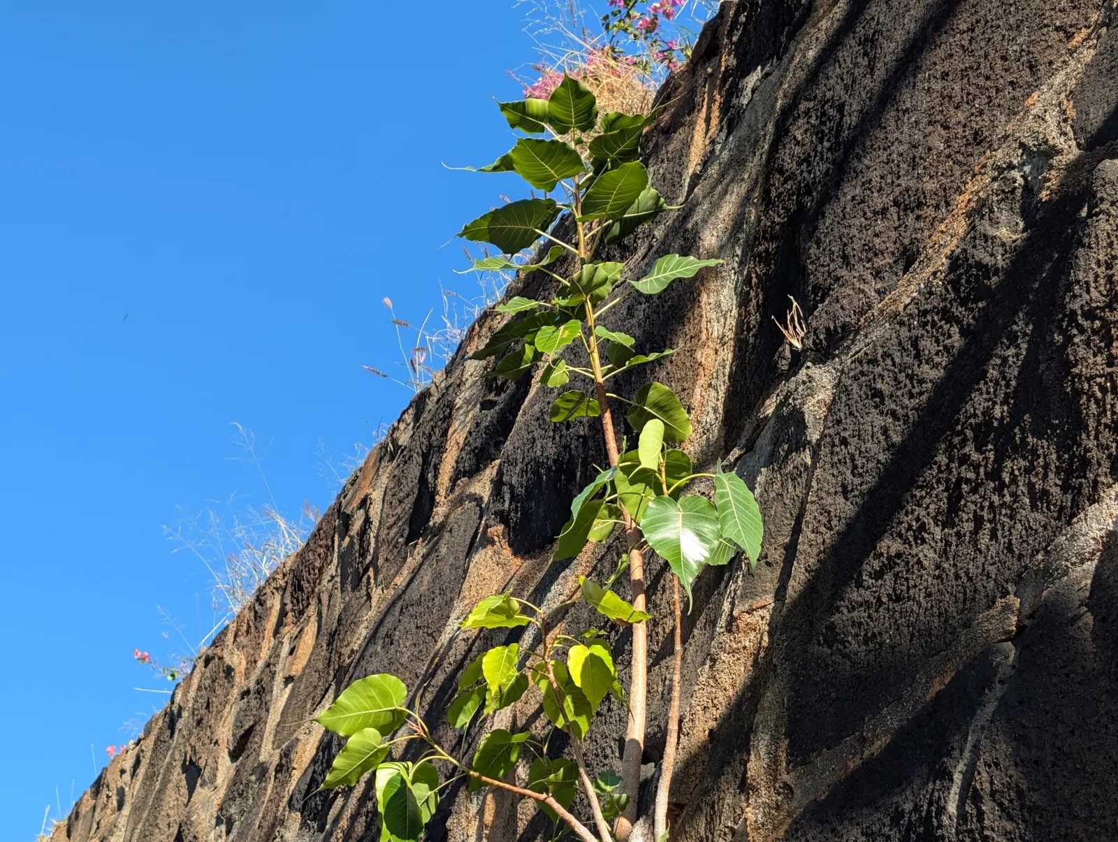 Bodhi Tree (Ficus Religiosa) — is a revered and hardy deciduous species reaching up to 100 ft tall with a crown width of 70 ft; it symbolizes, image 89
