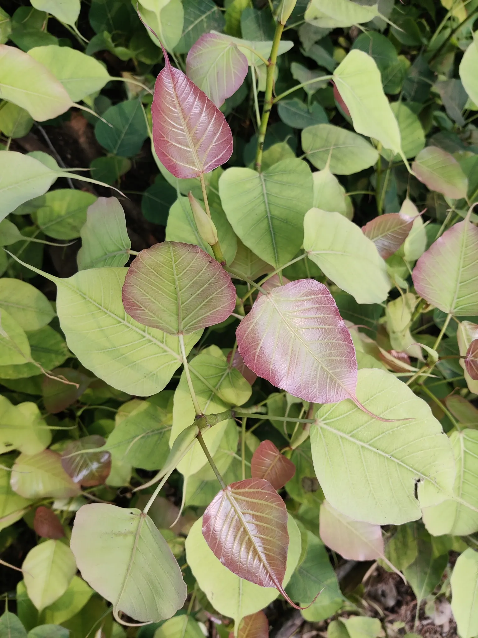 Bodhi Tree (Ficus Religiosa) — ensure ample space for its wide-reaching roots and expansive canopy
