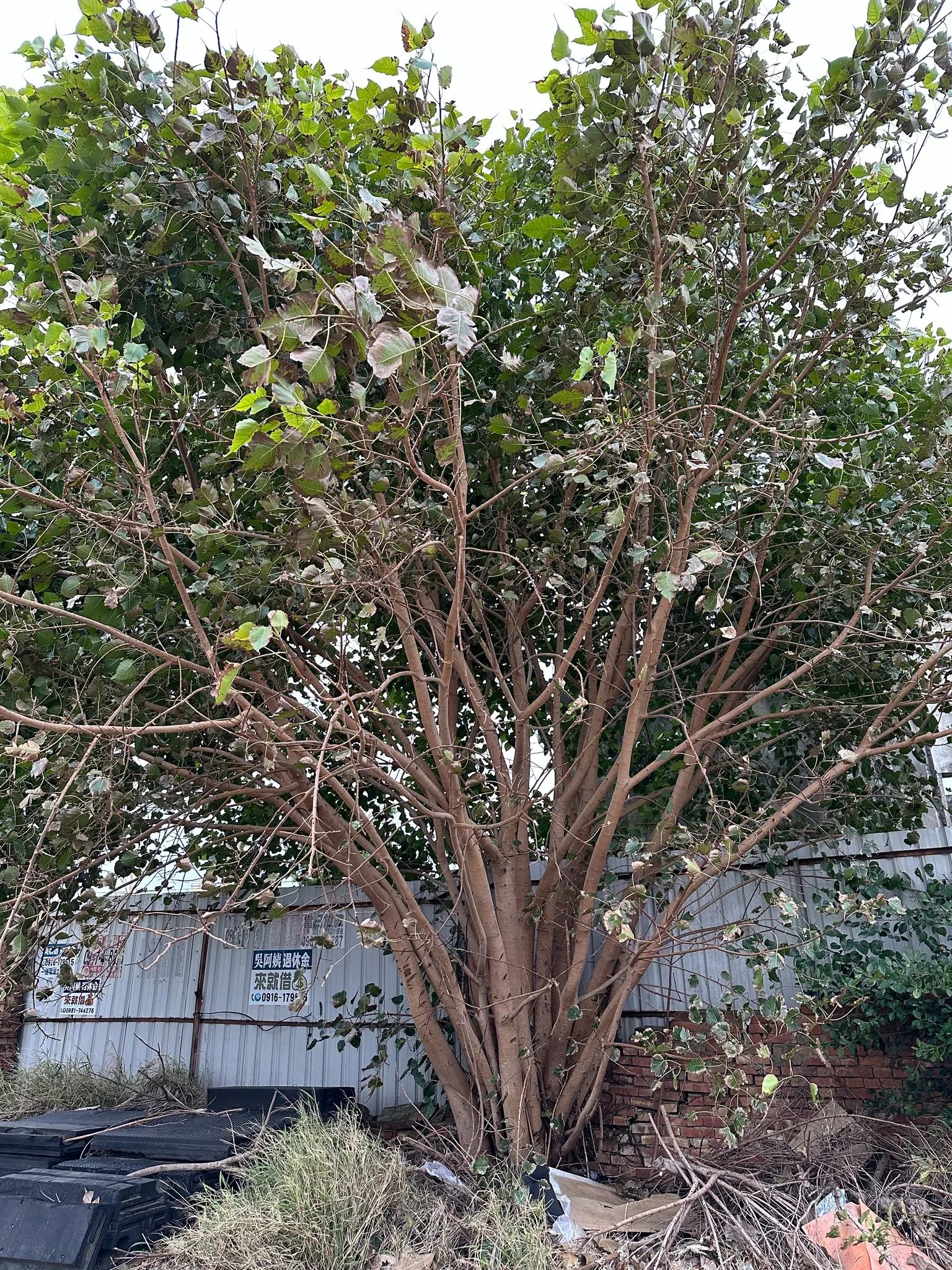 Bodhi Tree (Ficus Religiosa) — grey bark and angular branching structure provide an elegant visual interest year-round; revered in various, image 58