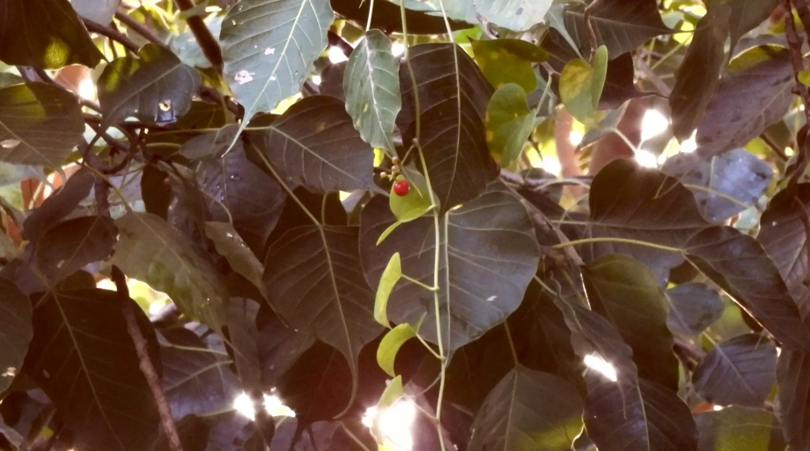 Bodhi Tree (Ficus Religiosa) — the Bodhi Tree is often planted as a focal point due to its historical and aesthetic appeal; is a significant, image 83