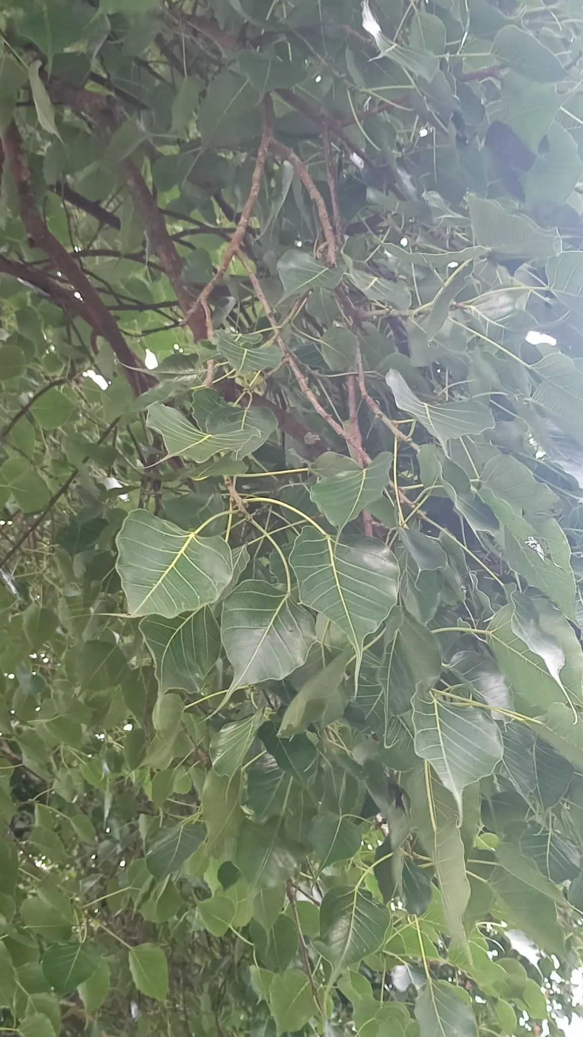 Bodhi Tree (Ficus Religiosa) — Its heart-shaped leaves with distinctive extended tips rustle in the wind; the tree can mature to a grand stature, image 90