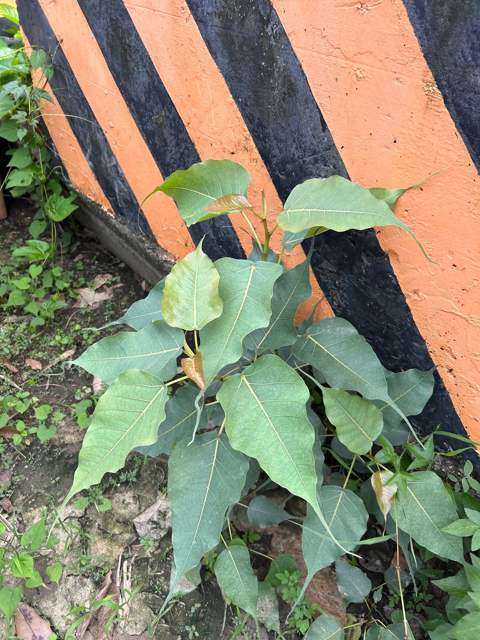 Bodhi Tree (Ficus Religiosa) — but established trees demonstrate moderate drought tolerance; when planning the placement of a Bodhi Tree