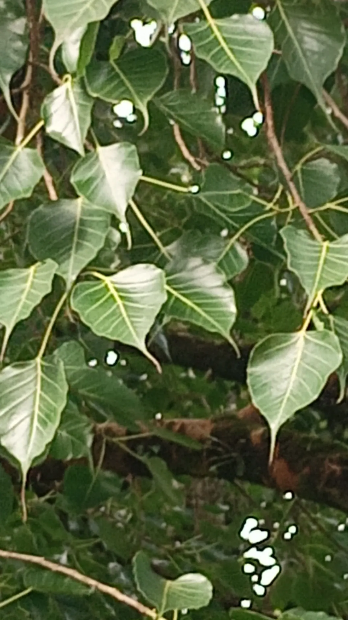 Bodhi Tree (Ficus Religiosa) — With a USDA hardiness zone classification of 10-12; ensure ample space for its wide-reaching roots and expansive canopy