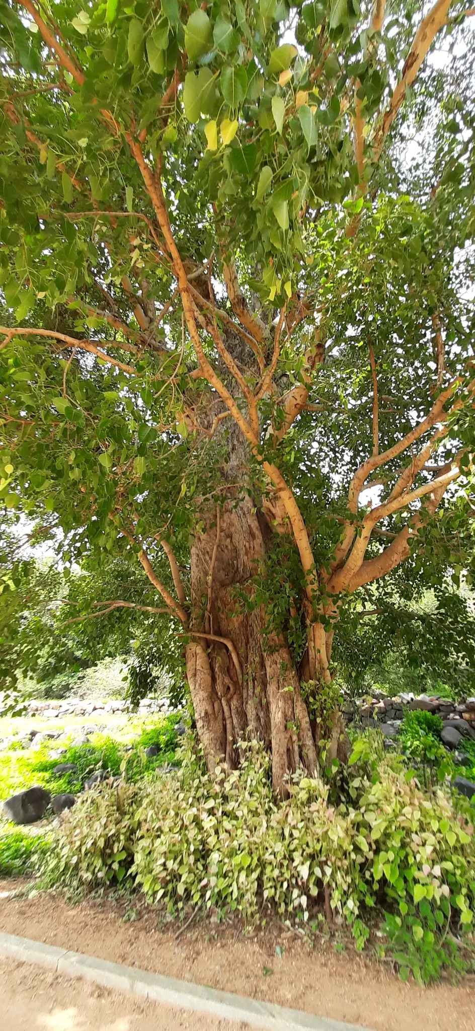 Bodhi Tree (Ficus Religiosa) — is a significant species both horticulturally and culturally; the Bodhi Tree is often planted as a focal point due to its