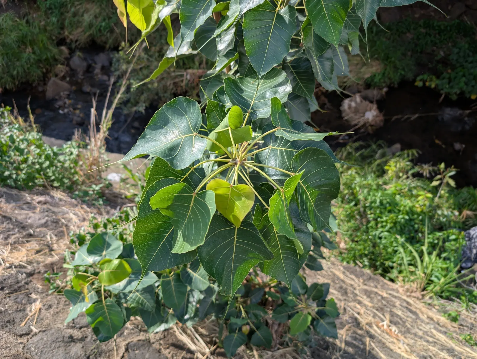 Bodhi Tree (Ficus Religiosa) — is a significant species both horticulturally and culturally