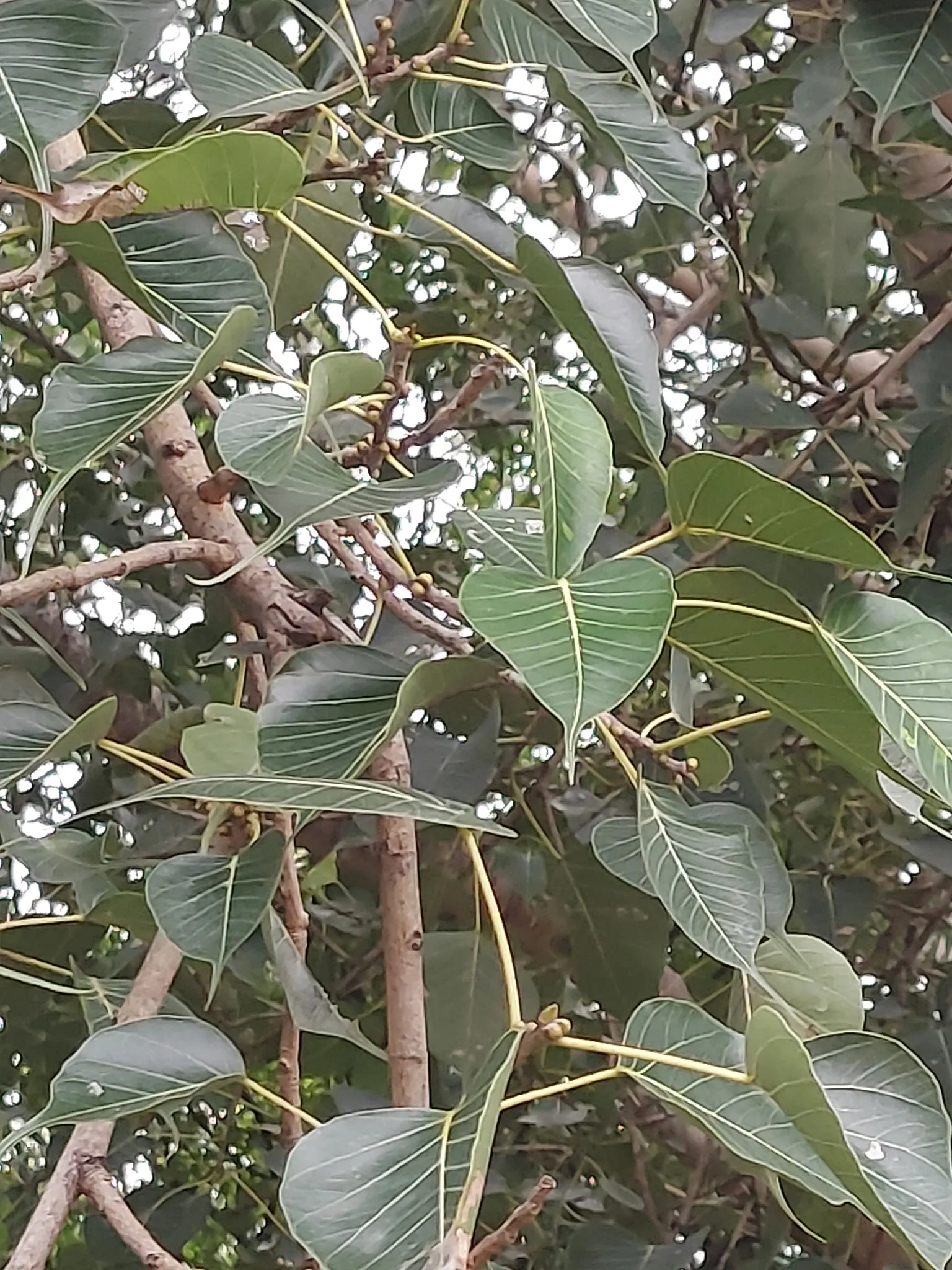 Bodhi Tree (Ficus Religiosa) — revered in various traditions as a symbol of enlightenment; its heart-shaped leaves with distinctive extended tips, image 51