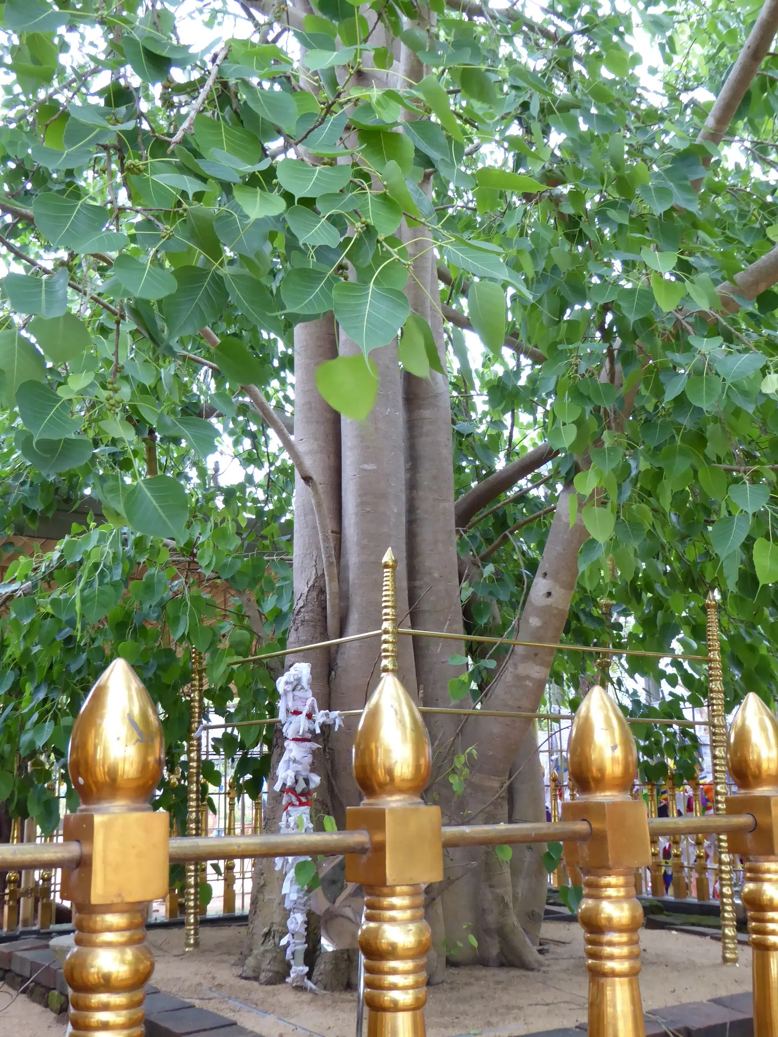 Bodhi Tree (Ficus Religiosa) — or contemplative landscapes; which feature an extended drip tip and are typically 4 to 6 inches long, image 93