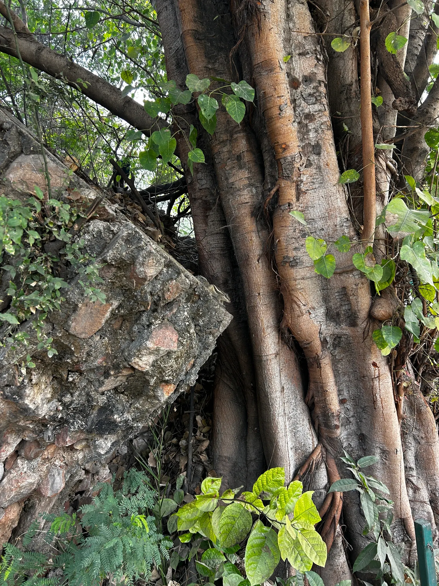 Bodhi Tree (Ficus Religiosa) — but established trees demonstrate moderate drought tolerance; when planning the placement of a Bodhi Tree, image 63