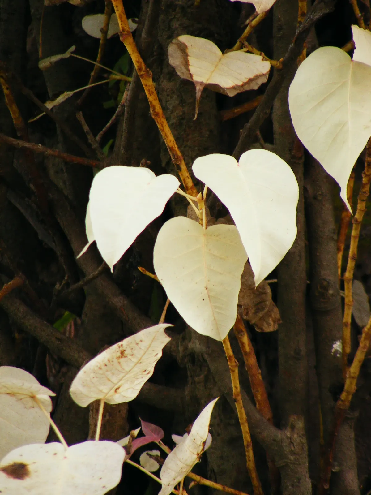 Bodhi Tree (Ficus Religiosa) — tree for full or half