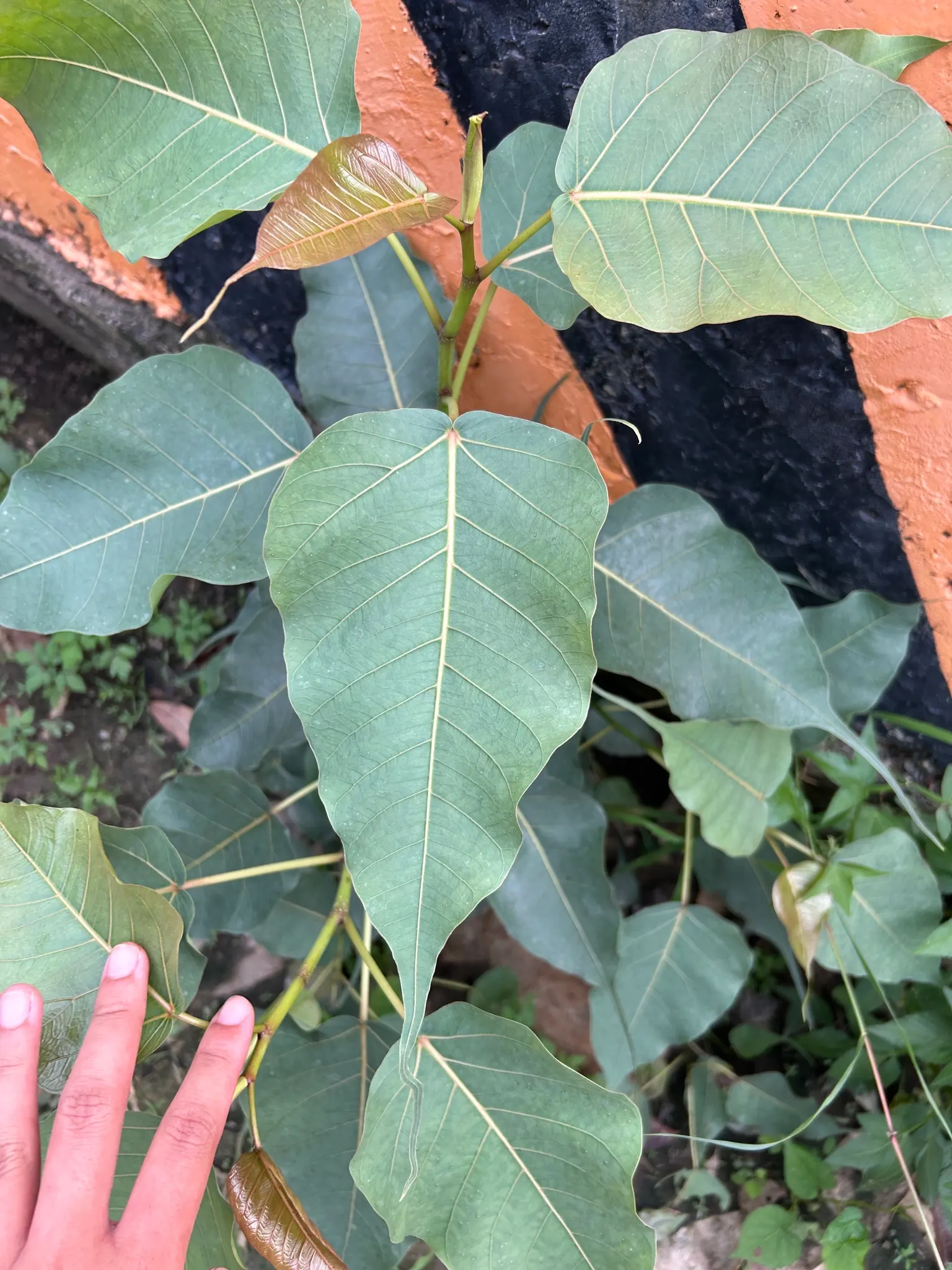 Bodhi Tree (Ficus Religiosa) — which feature an extended drip tip and are typically 4 to 6 inches long