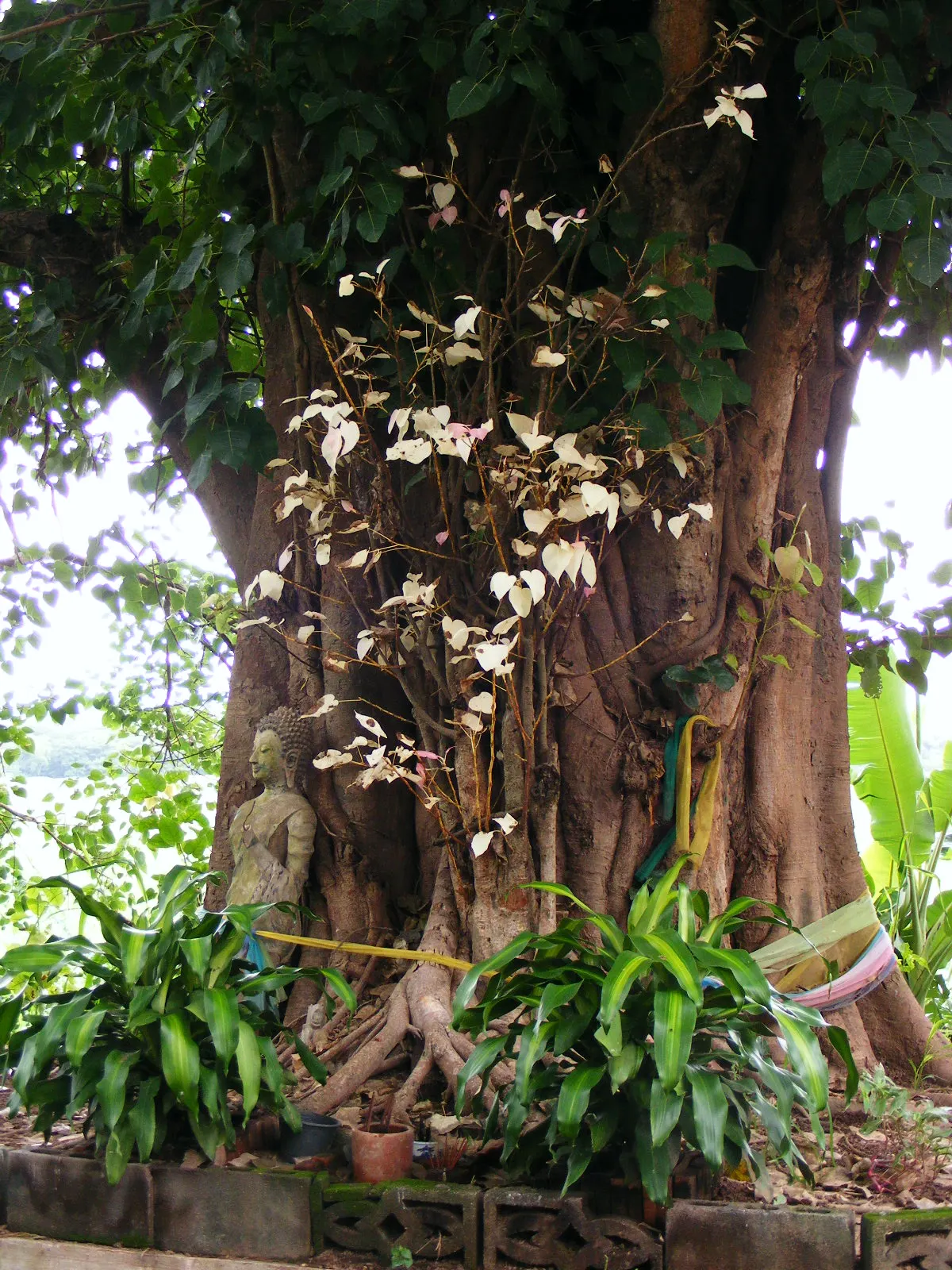 Bodhi Tree (Ficus Religiosa) — it symbolizes enlightenment and offers a tranquil focal point in spacious; preferring USDA zones 10-12, it thrives, image 92