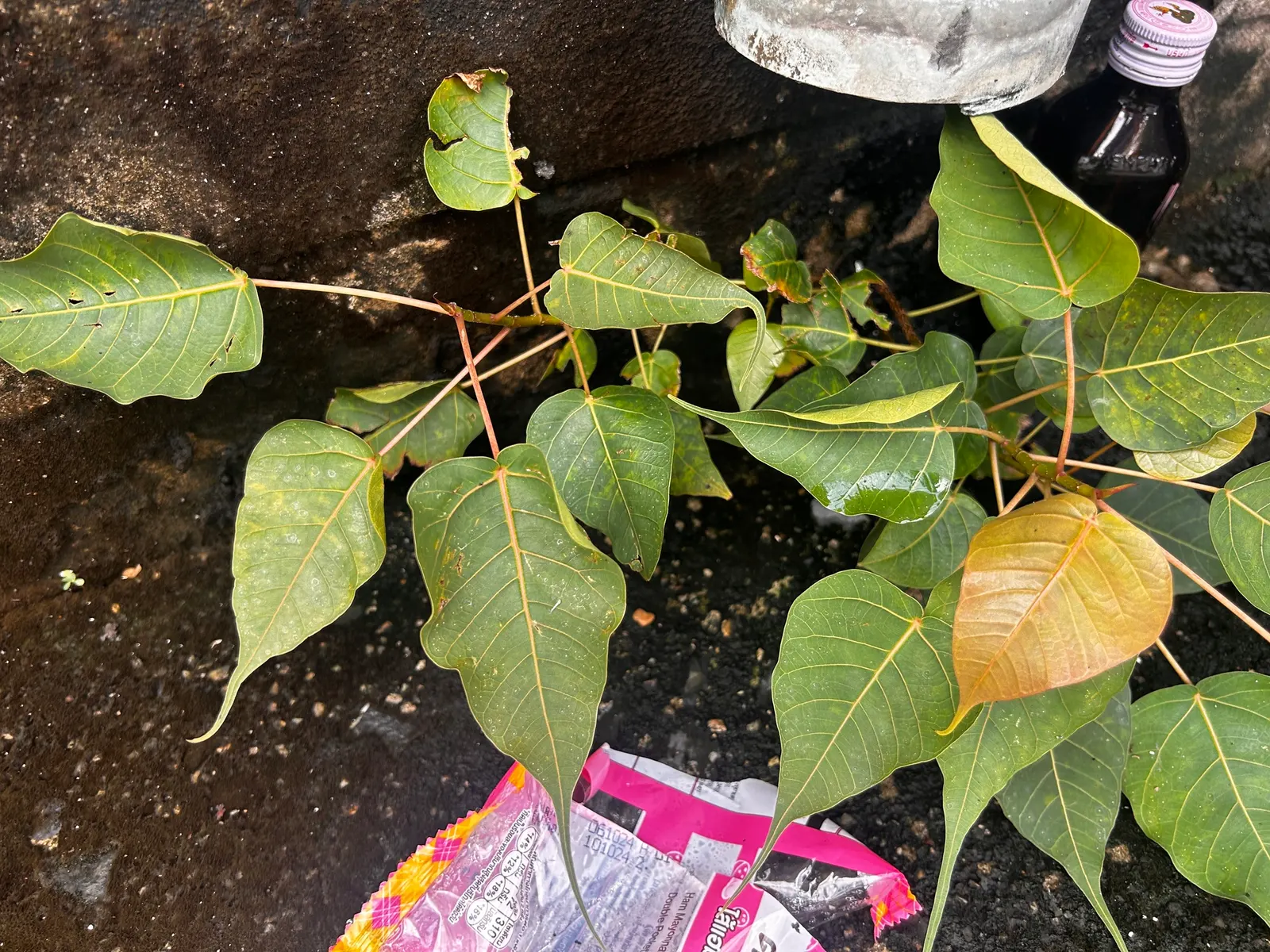 Bodhi Tree (Ficus Religiosa) — ranging from 50 to 100 feet in height with a canopy spread that can match its height; the Bodhi Tree produces small figs, but