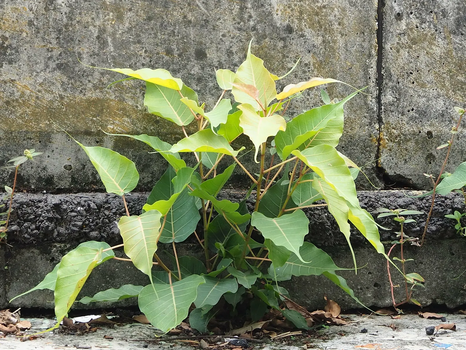 Bodhi Tree (Ficus Religiosa) — revered in various traditions as a symbol of enlightenment; its heart-shaped leaves with distinctive extended tips rustle in the