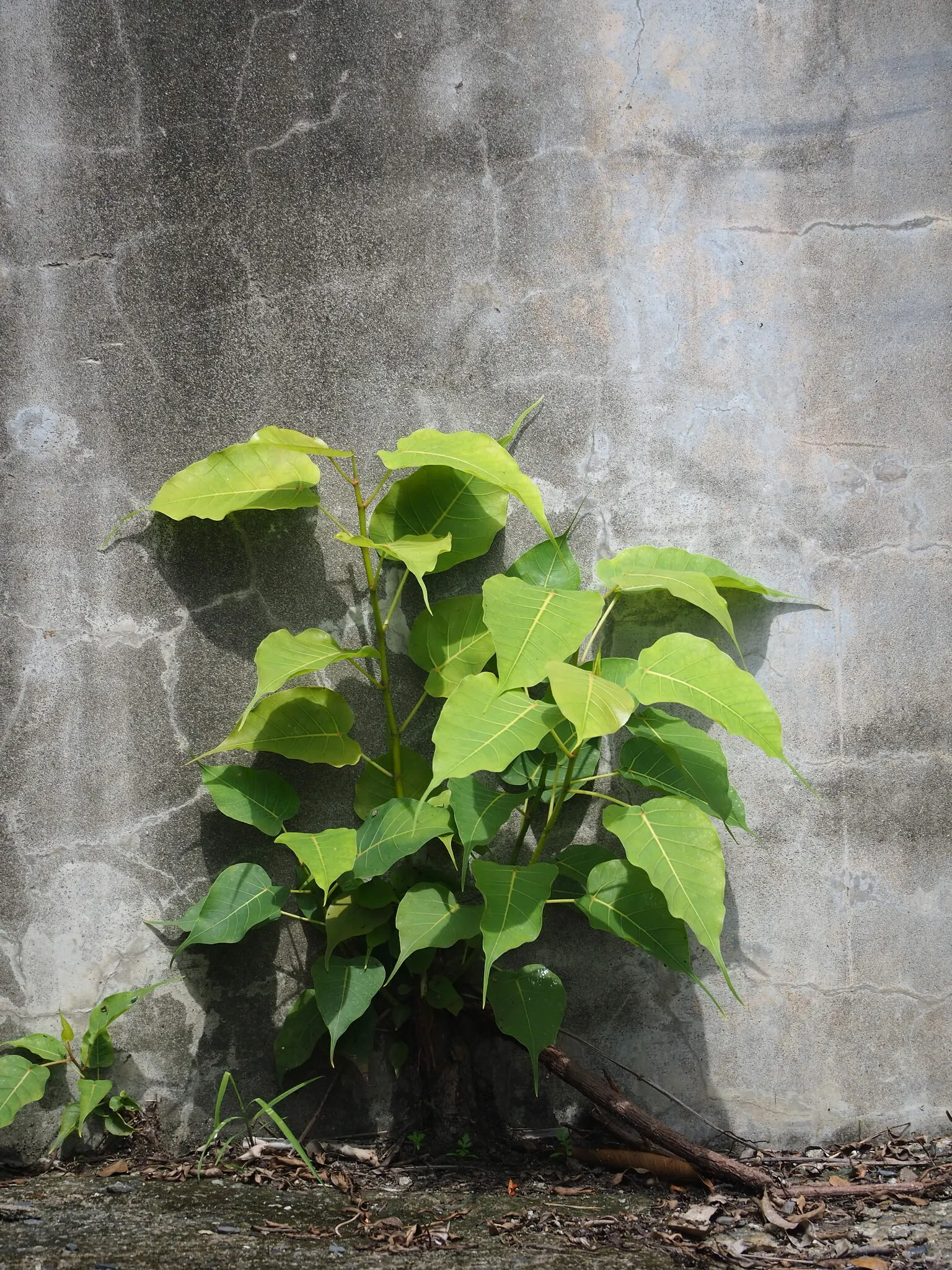 Bodhi Tree (Ficus Religiosa) — ensure ample space for its wide-reaching roots and expansive canopy; ranging from 50 to 100 feet in height with a, image 87