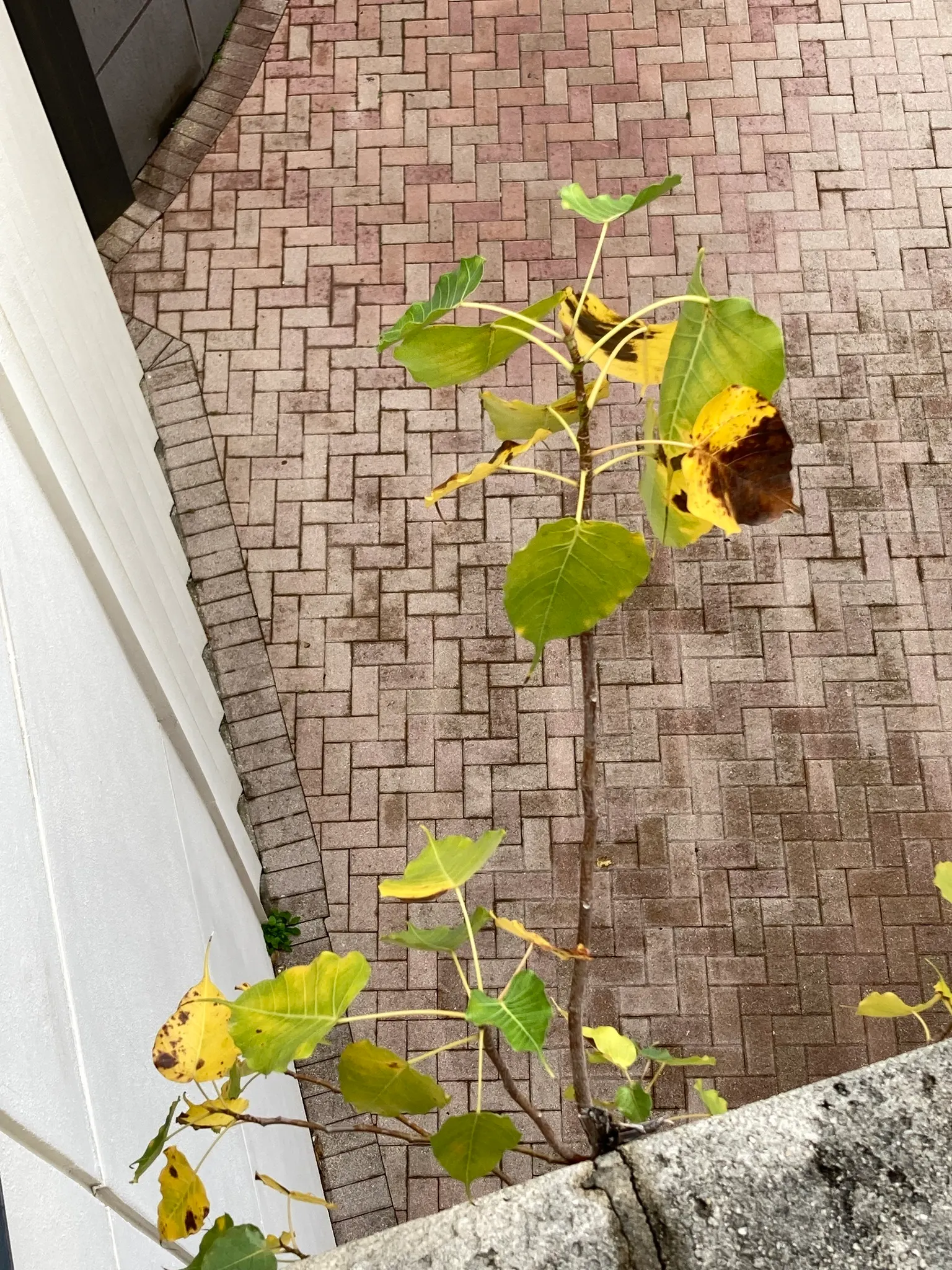 Bodhi Tree (Ficus Religiosa) — The Bodhi Tree produces small figs, but they are generally not considered an edible commodity; grey bark and angular branching
