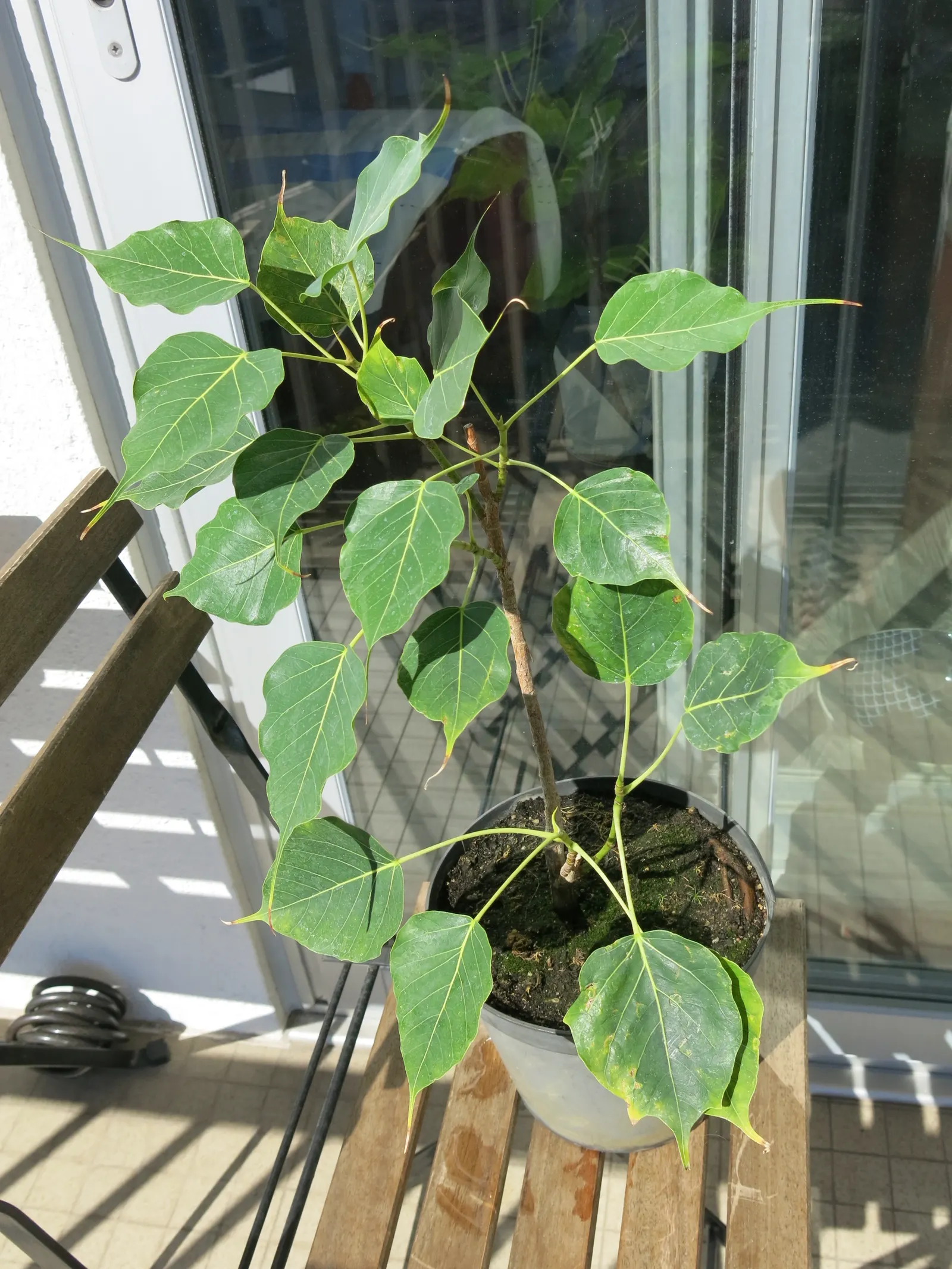Bodhi Tree (Ficus Religiosa) — The tree can mature to a grand stature; native to the Indian subcontinent, image 55