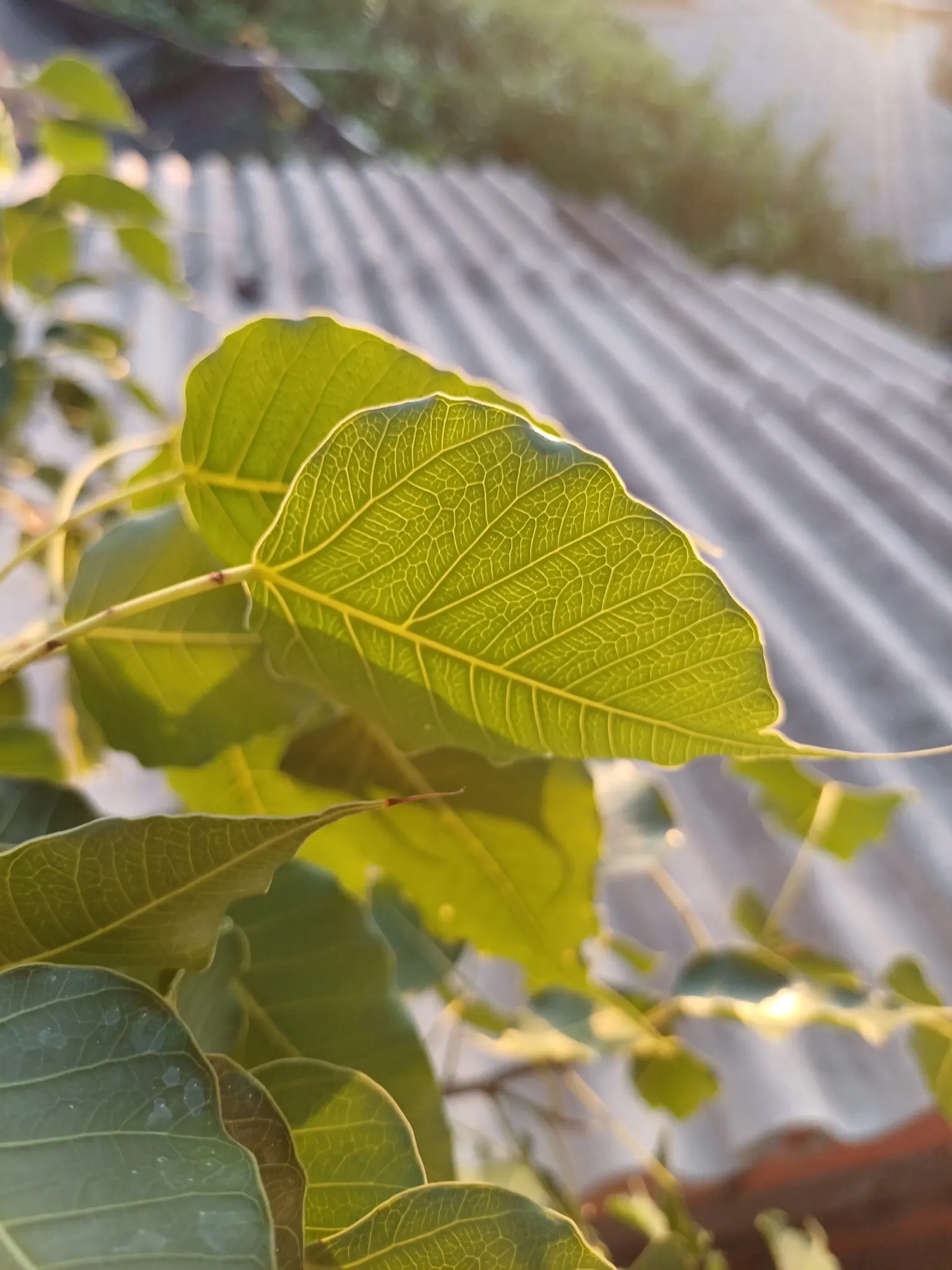 Bodhi Tree (Ficus Religiosa) — Its heart-shaped leaves with distinctive extended tips rustle in the wind; the tree can mature to a grand stature, image 46