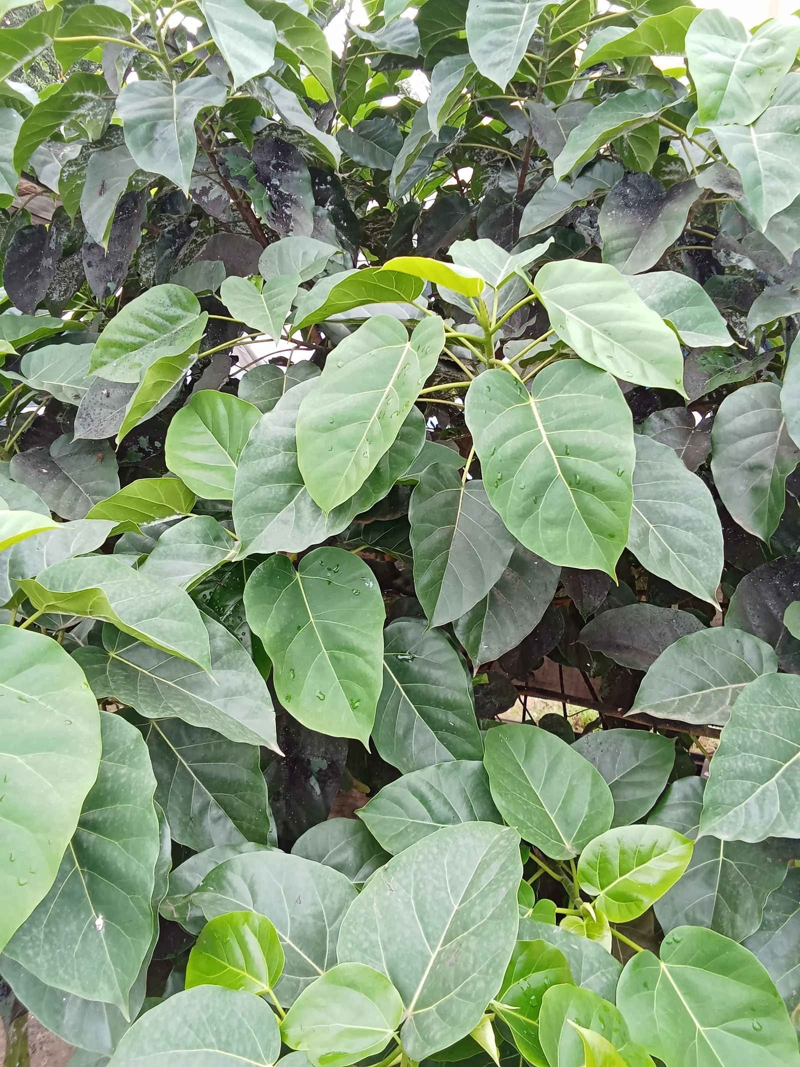 Bodhi Tree (Ficus Religiosa) — Its heart-shaped leaves with distinctive extended tips rustle in the wind