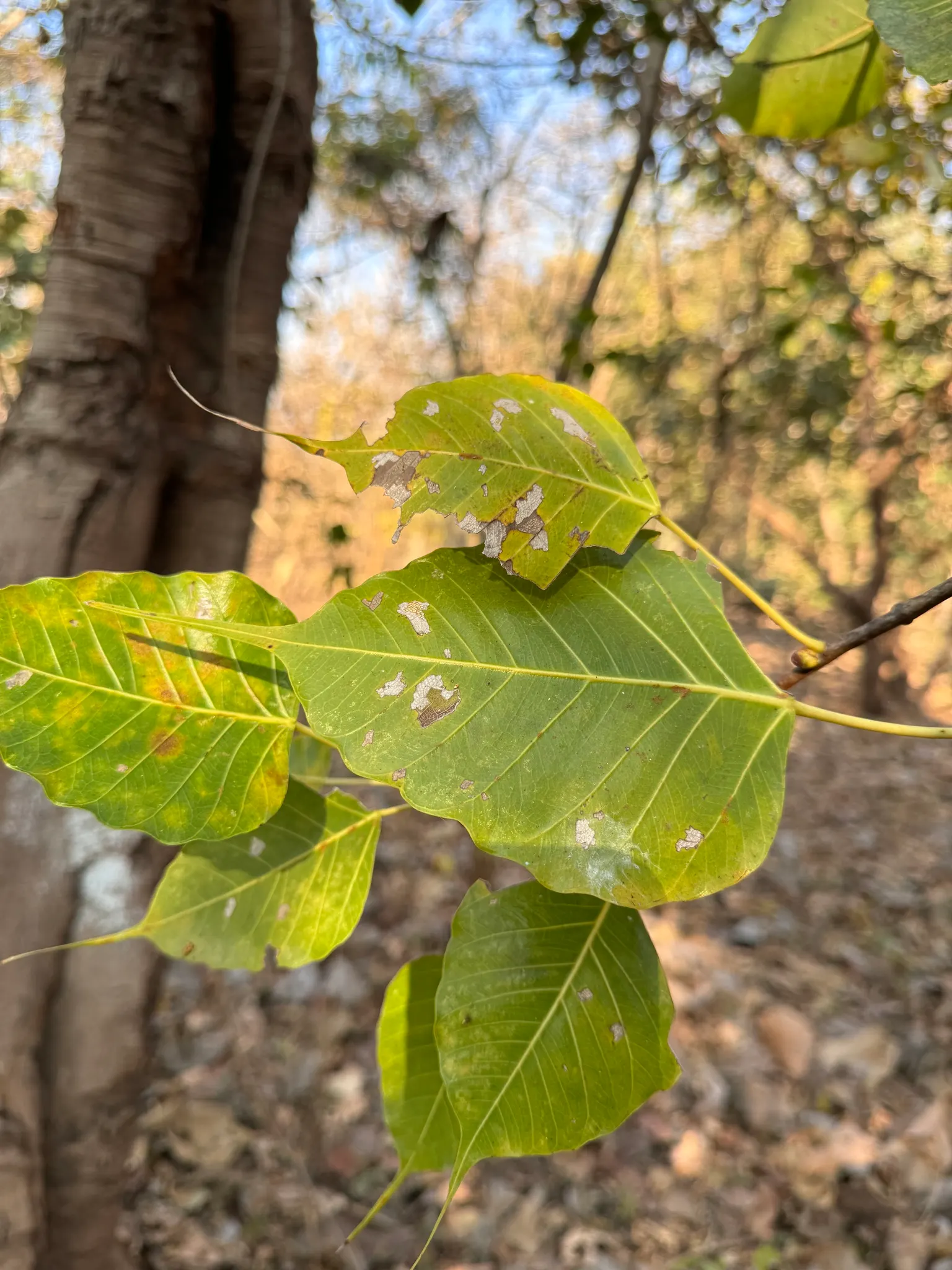 Bodhi Tree (Ficus Religiosa) — ranging from 50 to 100 feet in height with a canopy spread that can match its height; the Bodhi Tree produces small, image 56