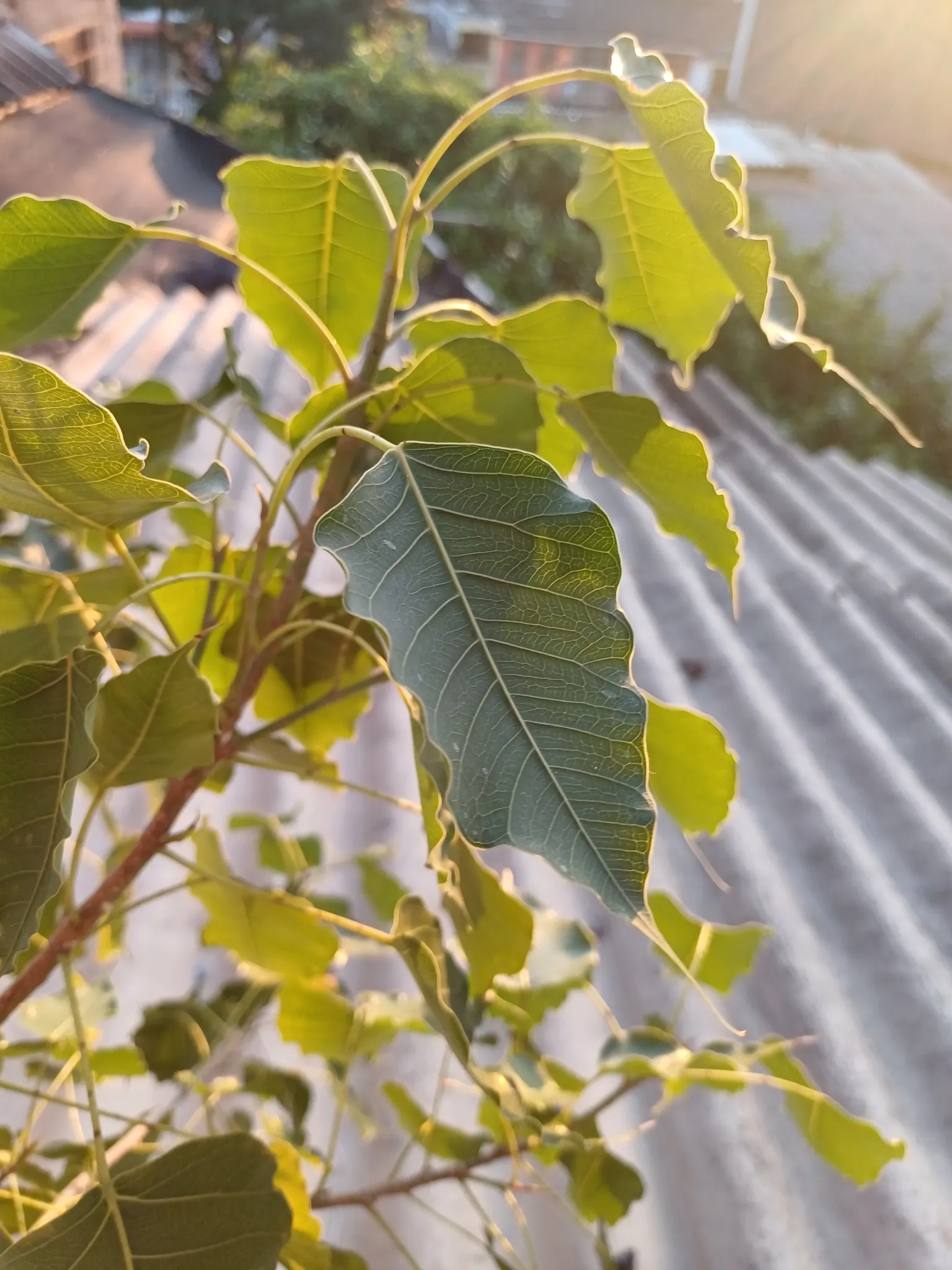 Bodhi Tree (Ficus Religiosa) — native to the Indian subcontinent; is recognized for its distinct heart-shaped leaves, image 96