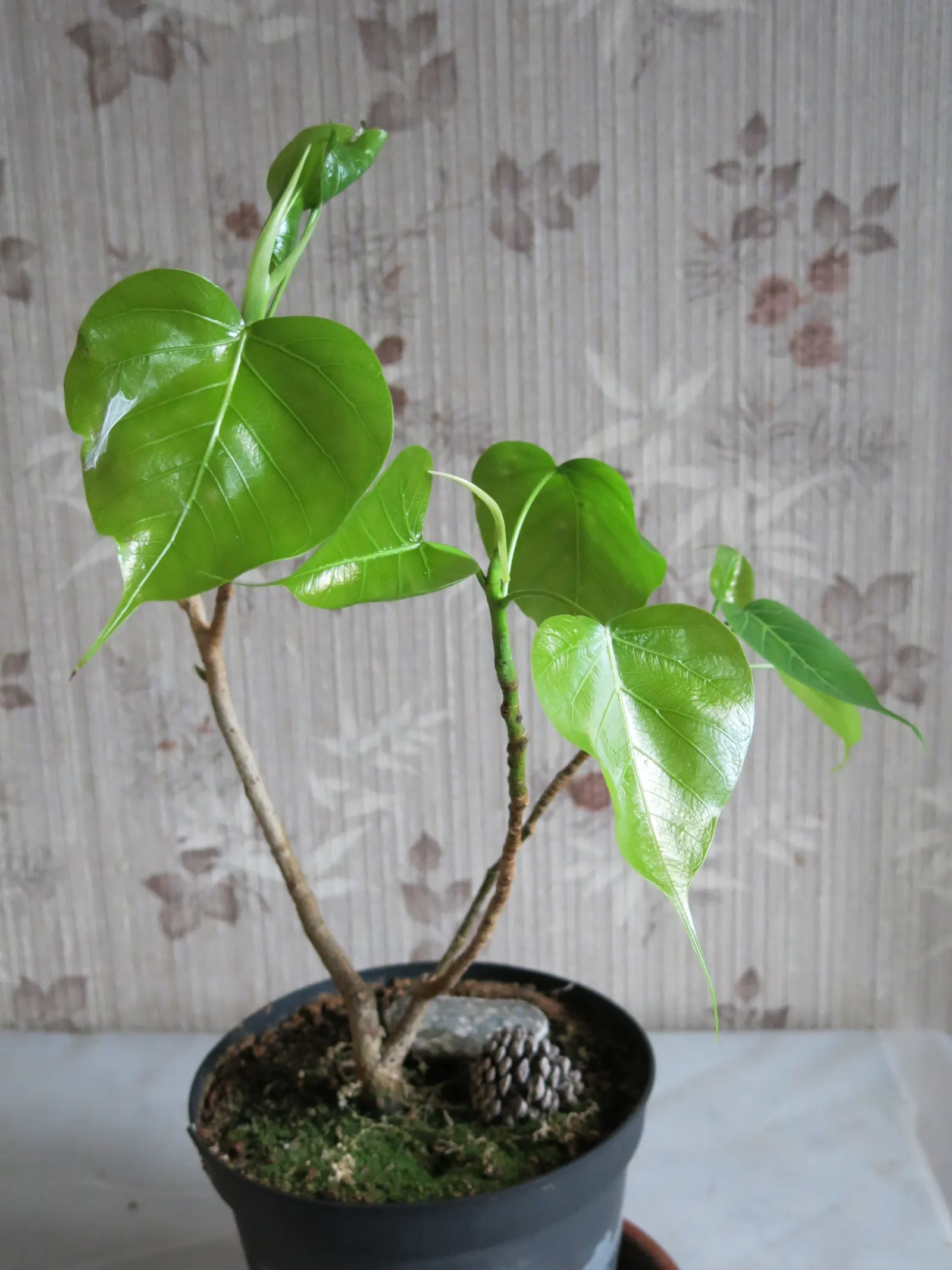 Bodhi Tree (Ficus Religiosa) — Preferring USDA zones 10-12, it thrives in full sun to partial shade with moderate water; it requires well-draining, image 91