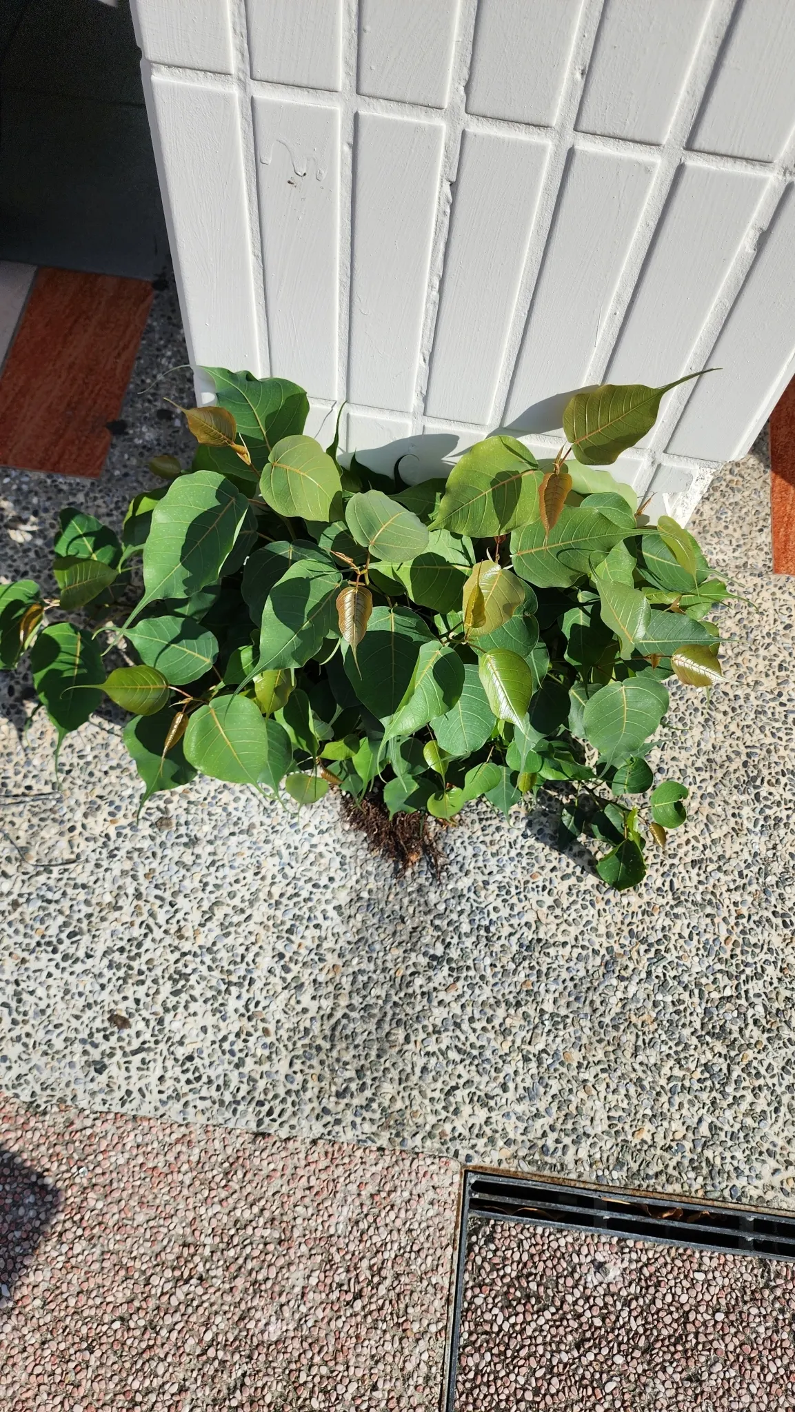 Bodhi Tree (Ficus Religiosa) — is recognized for its distinct heart-shaped leaves