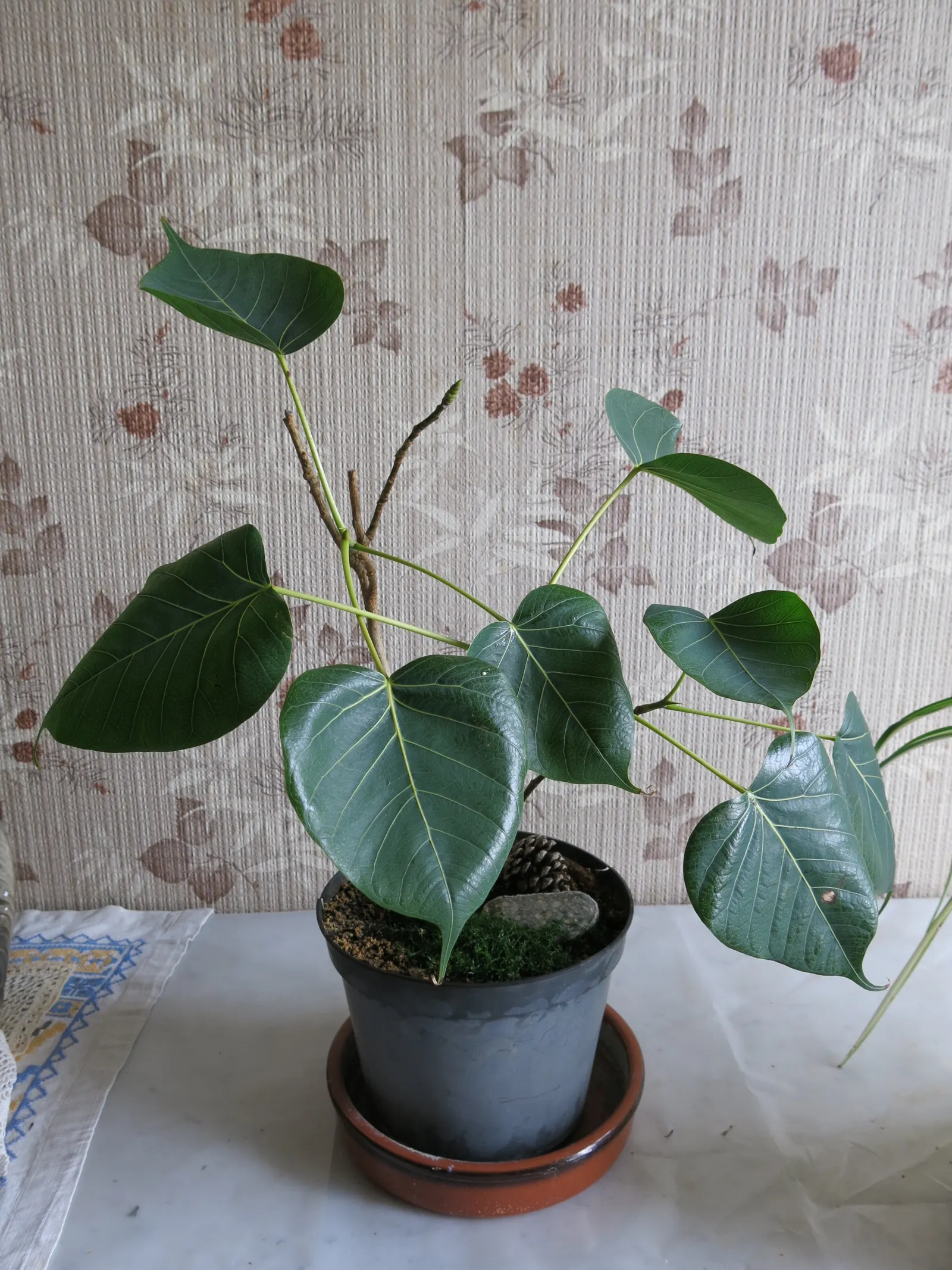 Bodhi Tree (Ficus Religiosa) — native to the Indian subcontinent