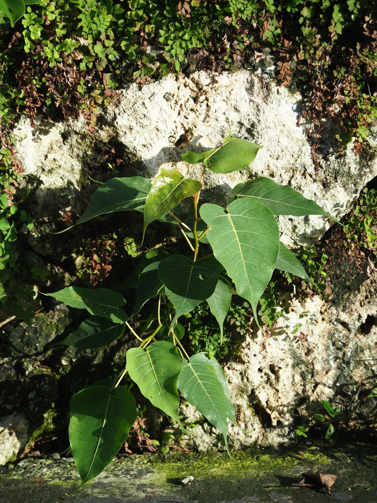 Bodhi Tree (Ficus Religiosa) — the Bodhi Tree is often planted as a focal point due to its historical and aesthetic appeal