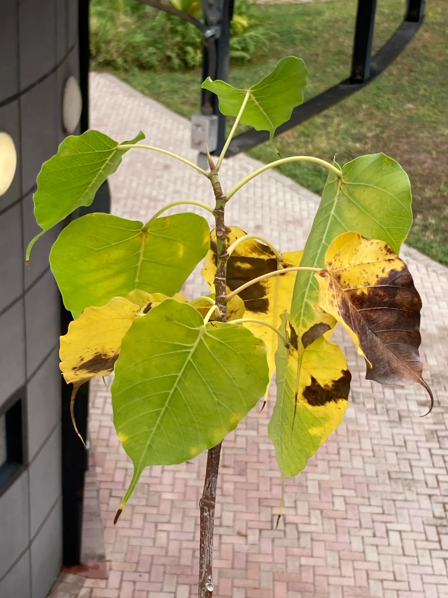 Bodhi Tree (Ficus Religiosa) — or contemplative landscapes; which feature an extended drip tip and are typically 4 to 6 inches long, image 49