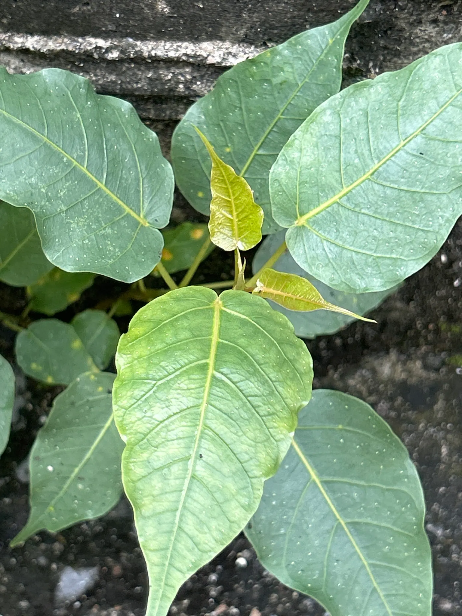 Bodhi Tree (Ficus Religiosa) — Preferring USDA zones 10-12, it thrives in full sun to partial shade with moderate water
