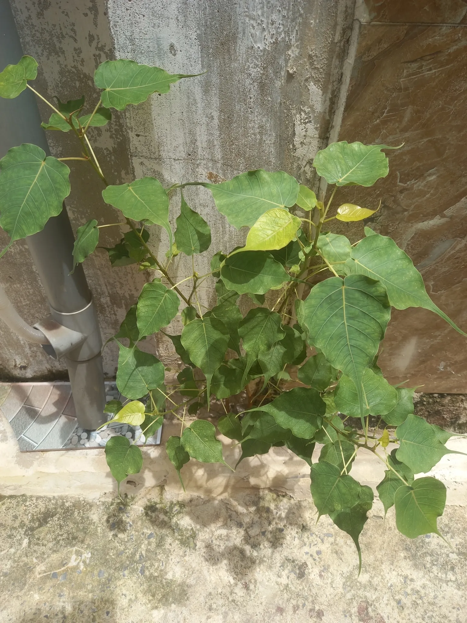 Bodhi Tree (Ficus Religiosa) — tree for full or half; but established trees demonstrate moderate drought tolerance, image 66