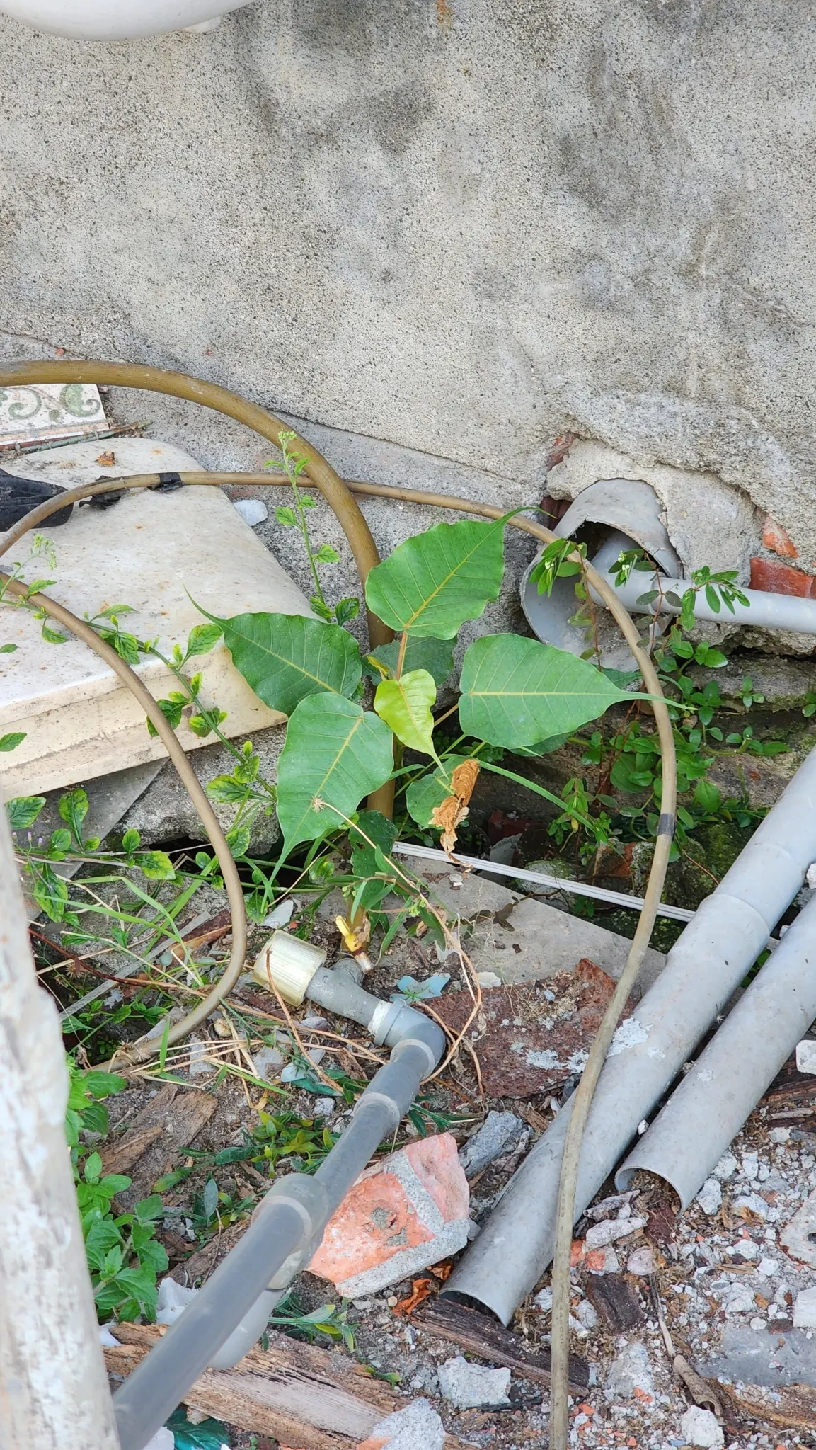 Bodhi Tree (Ficus Religiosa) — which feature an extended drip tip and are typically 4 to 6 inches long; is a revered and hardy deciduous species, image 76